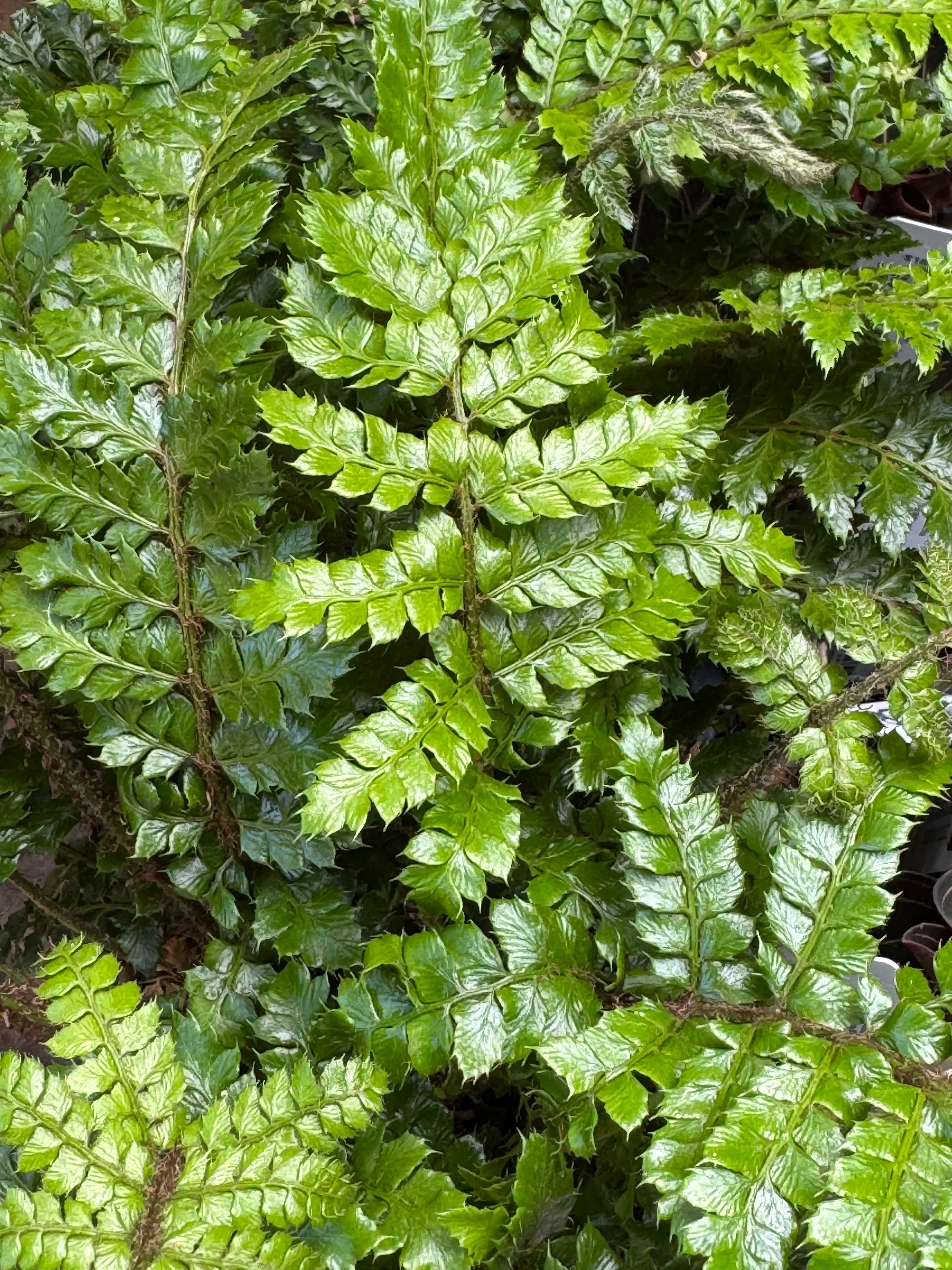 *RETAIL - Polystichum polyblepharum