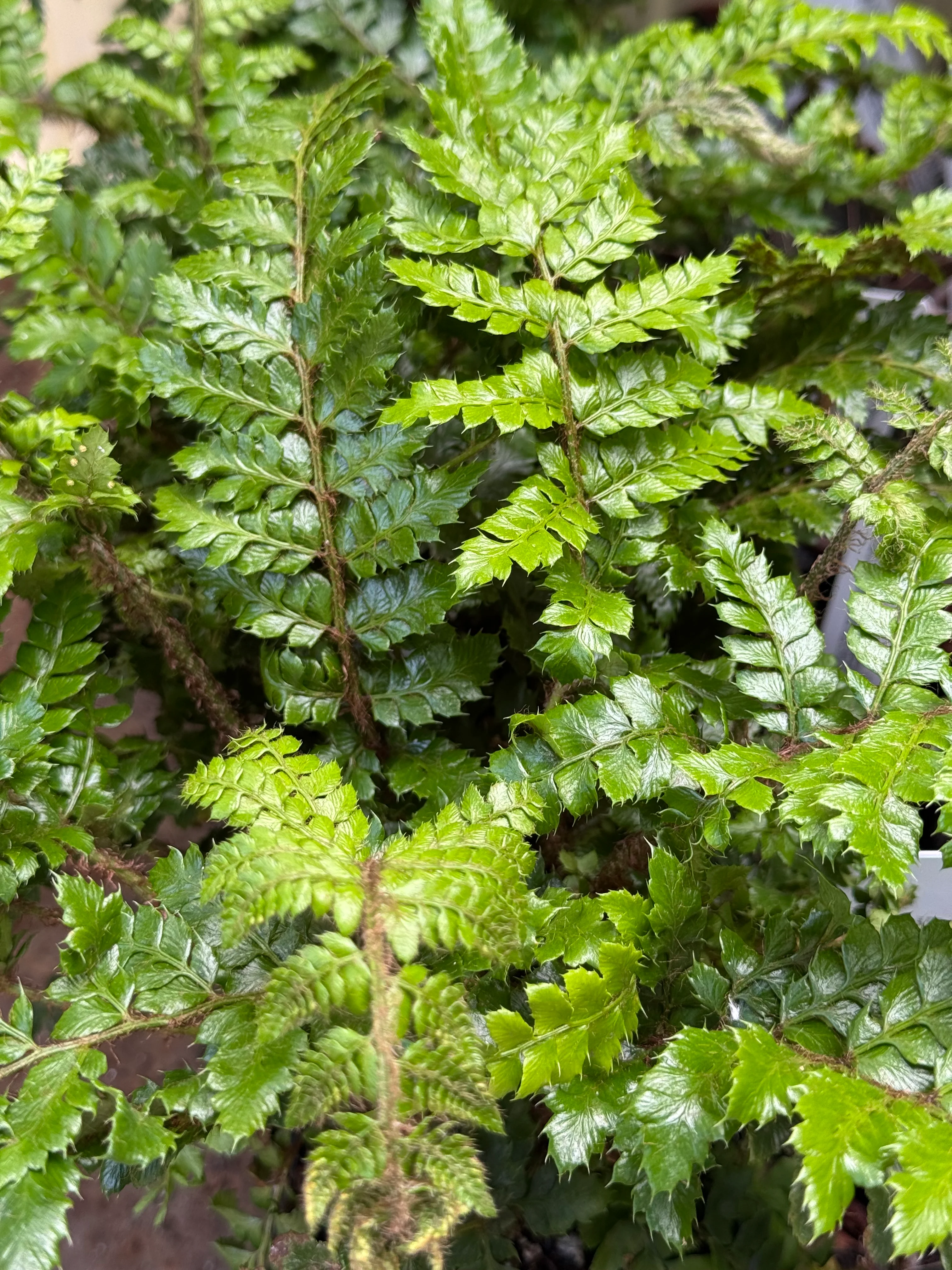 *RETAIL - Polystichum polyblepharum - Image 2