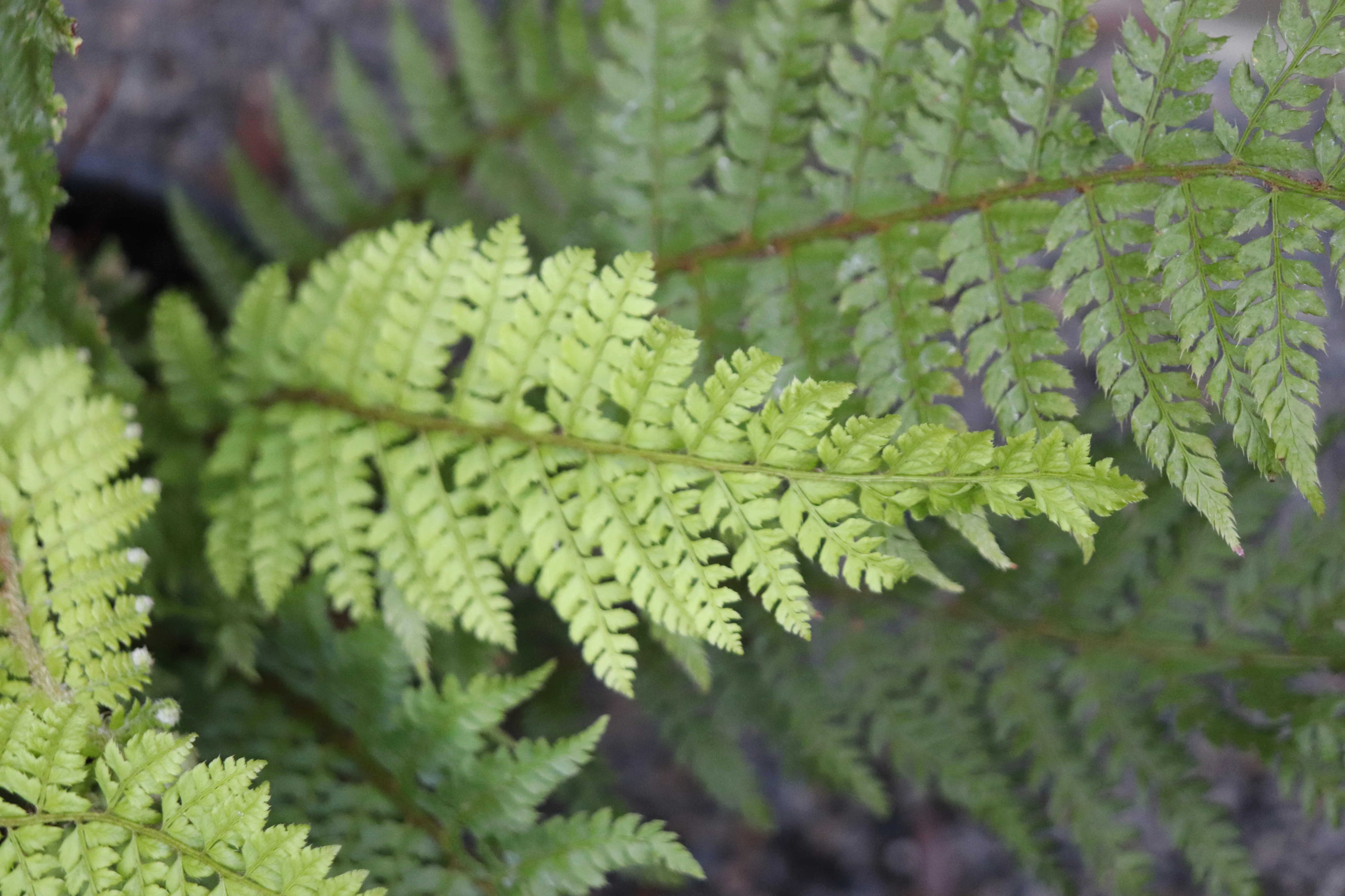 *RETAIL - Polystichum setiferum - Image 2