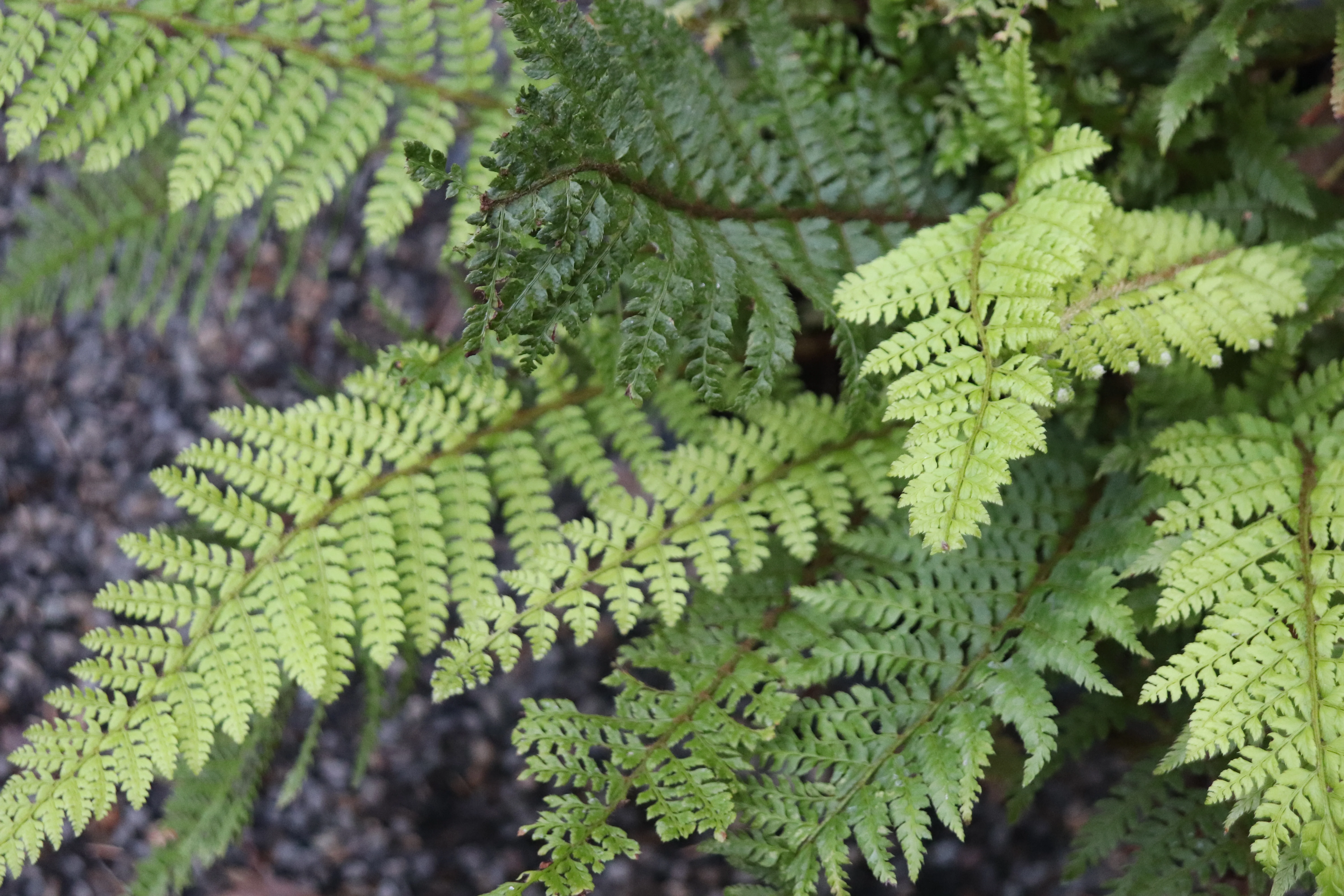 *RETAIL - Polystichum setiferum - Image 3
