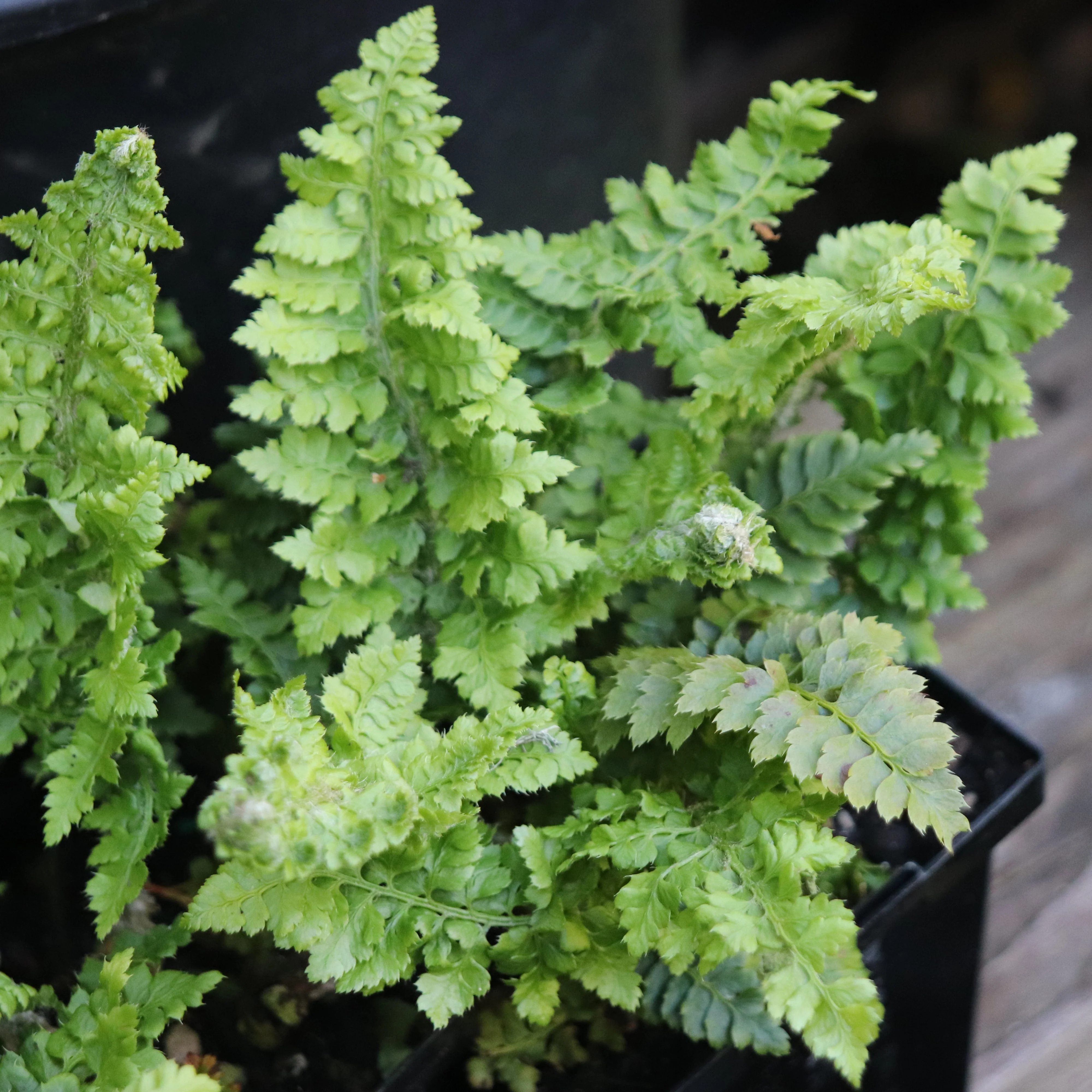 *RETAIL - Polystichum setiferum 'Congestum' - Image 2