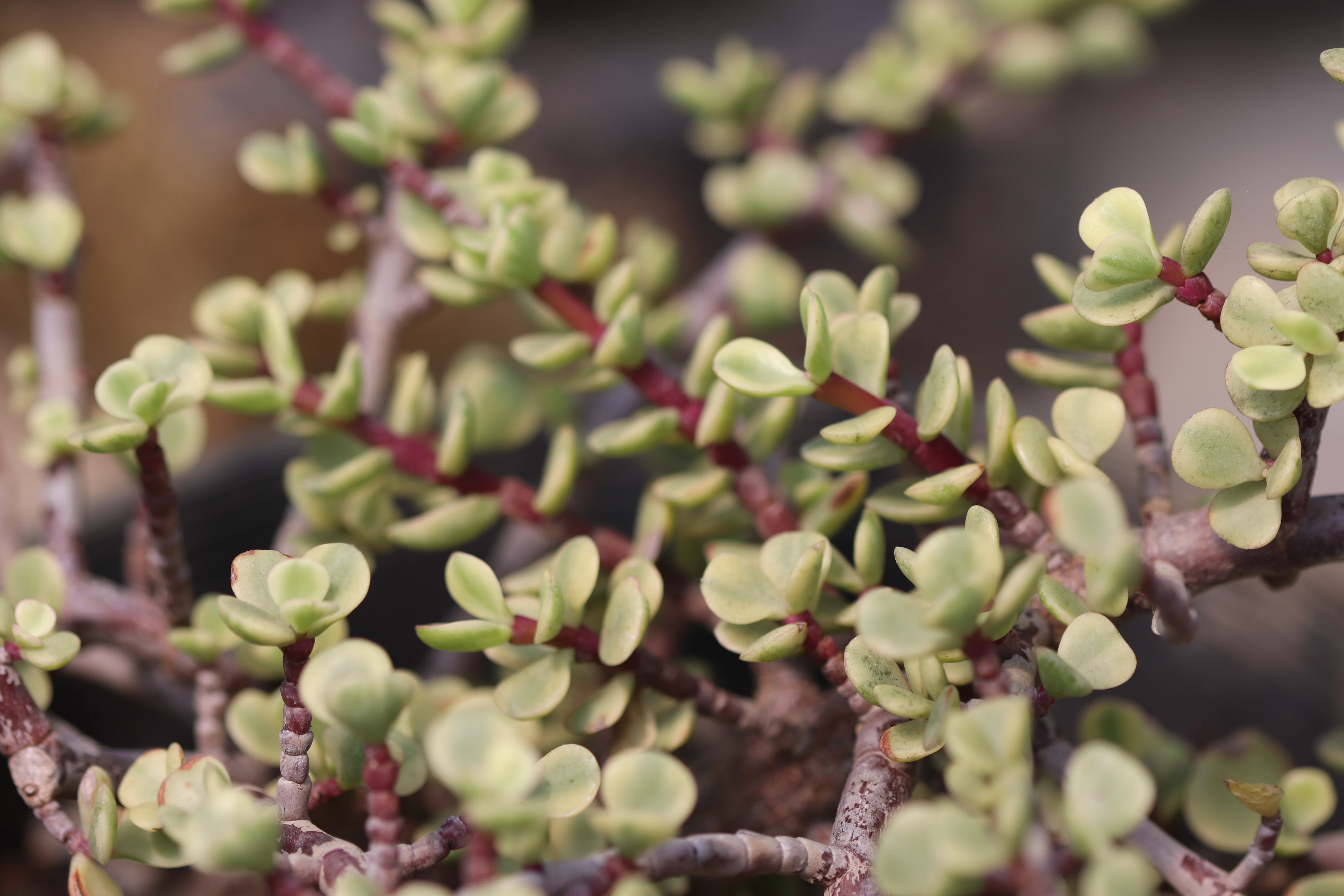 *RETAIL - Portulacaria afra 'Variegata' - Image 2