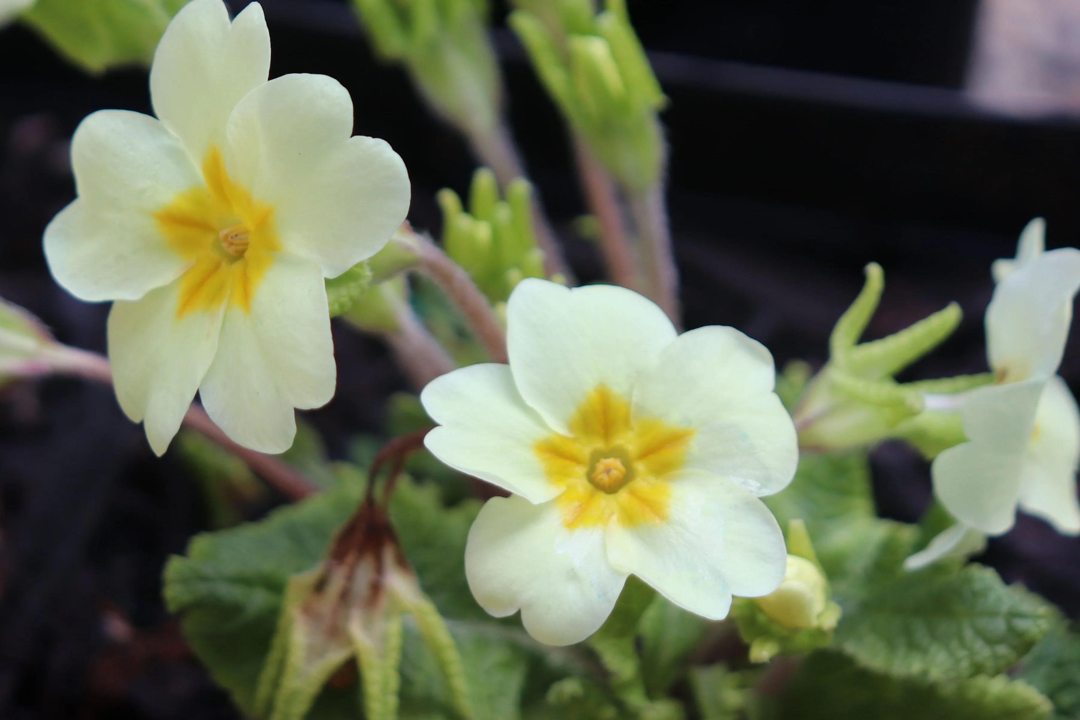 *RETAIL - Primula veris - Image 2