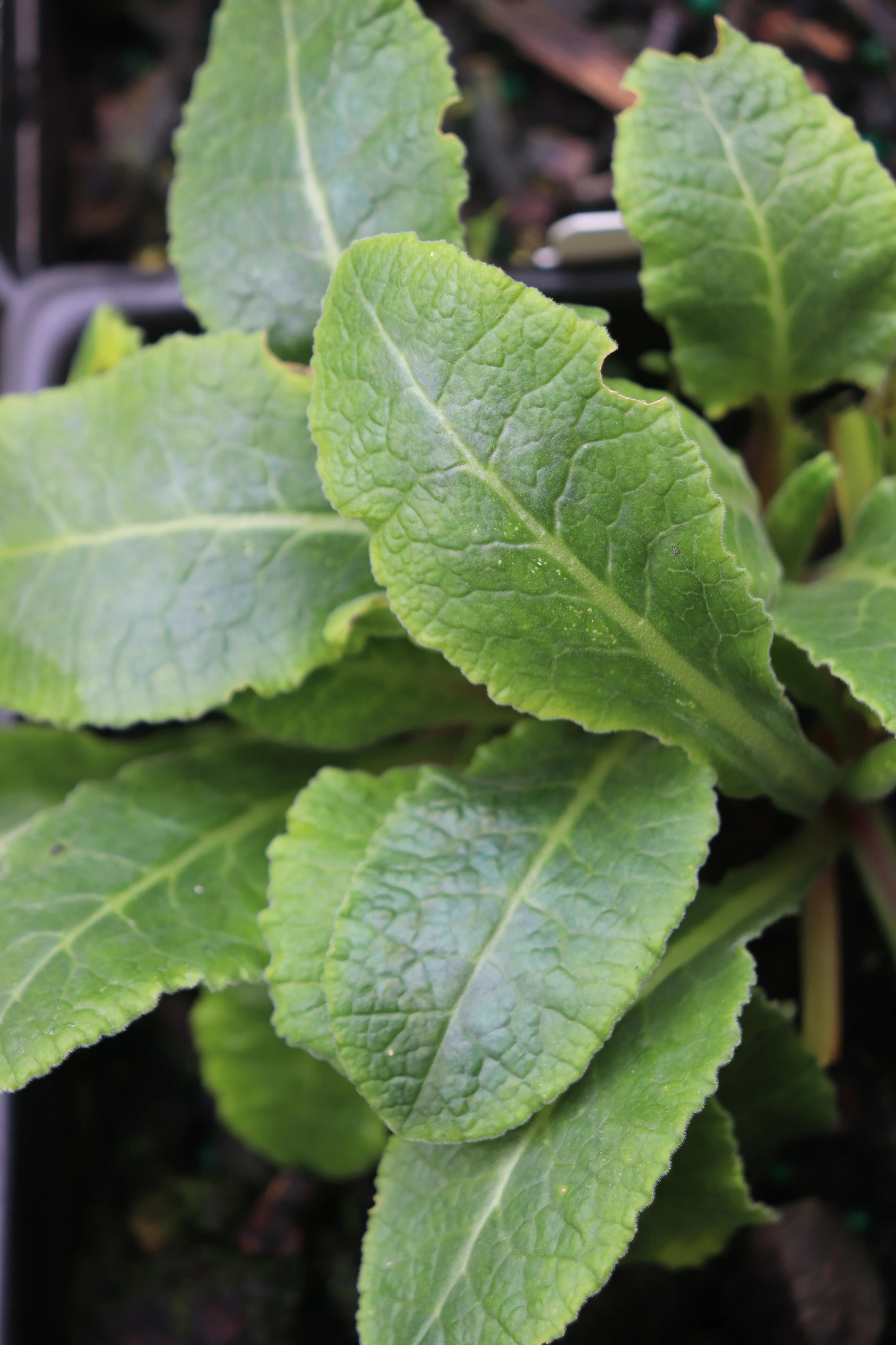 *RETAIL - Primula veris - Image 3
