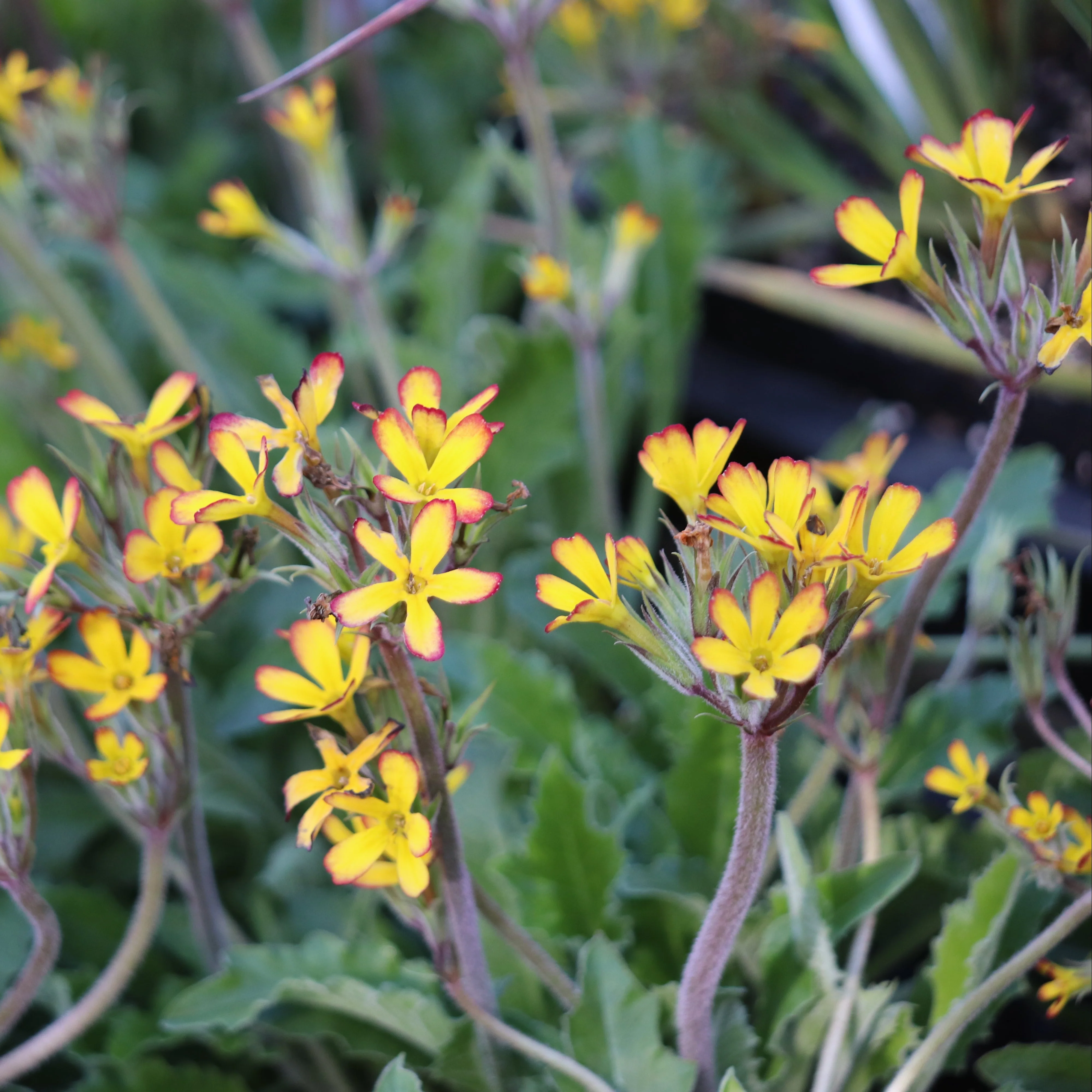 *RETAIL - Primula vulgaris 'Oakleaf Yellow Picotee'