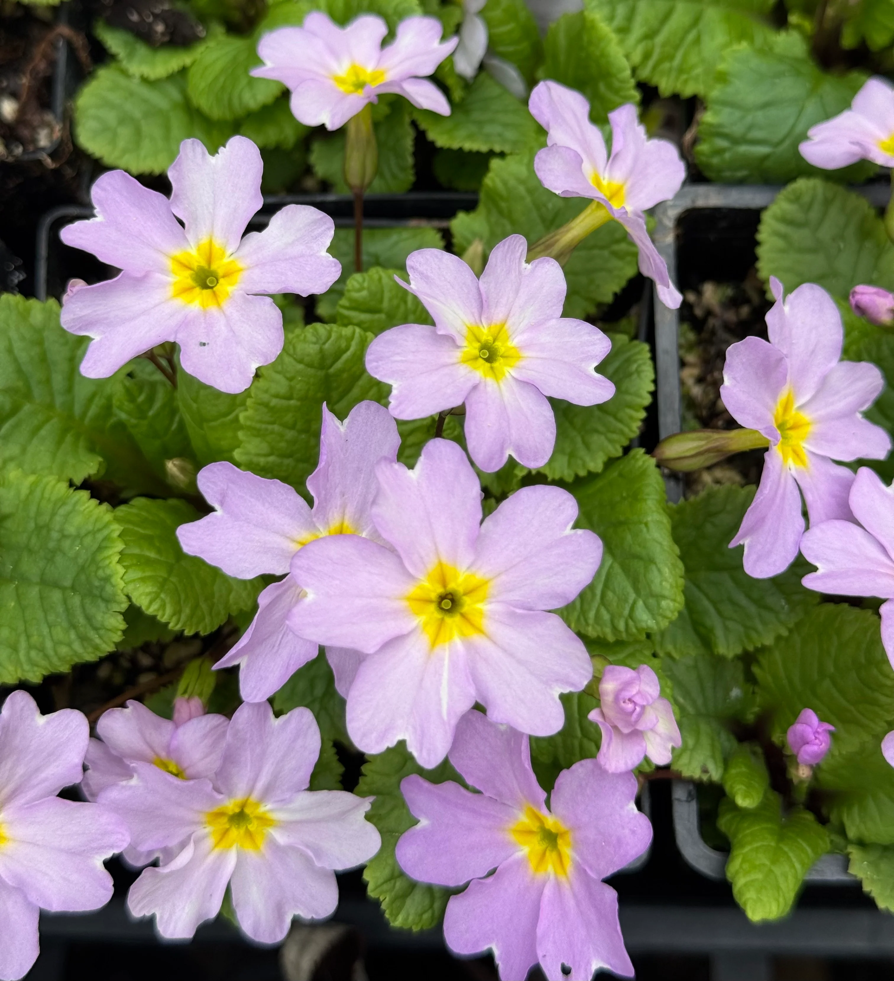Primula vulgaris ssp. sibthorpii - Image 2
