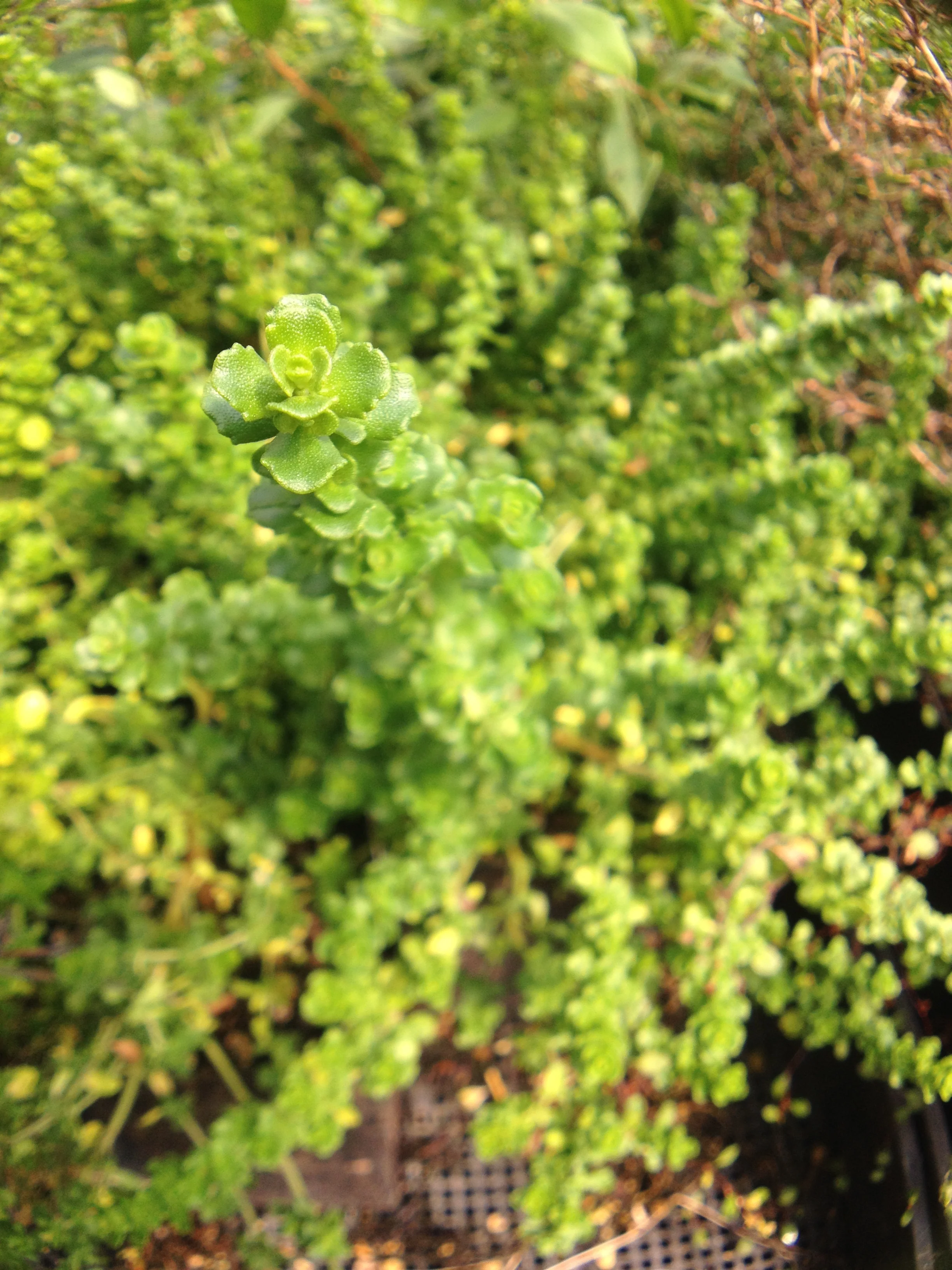 *RETAIL - Prostanthera cuneata