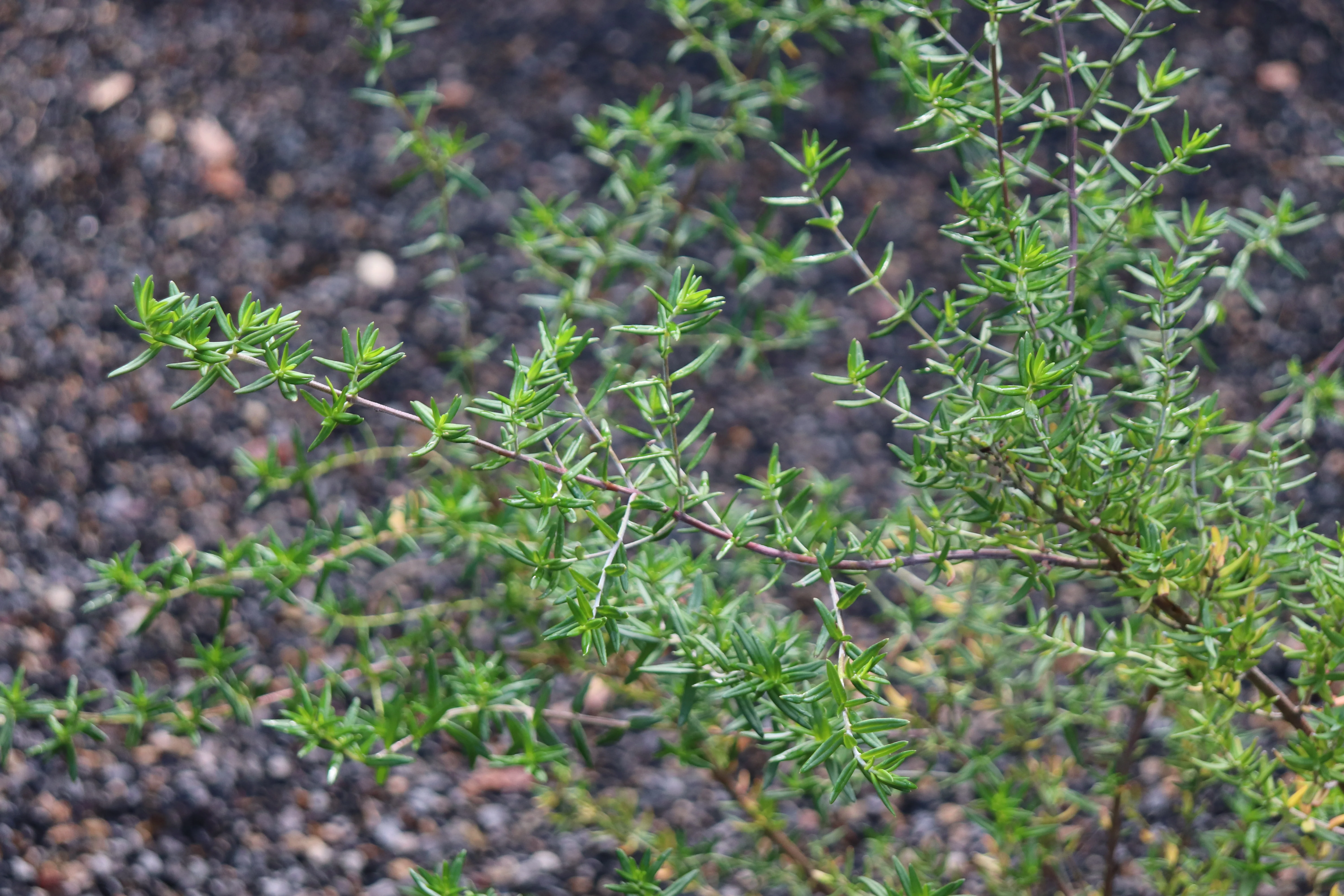 *RETAIL - Prostanthera linearis 'Becky's Choice' - Image 2