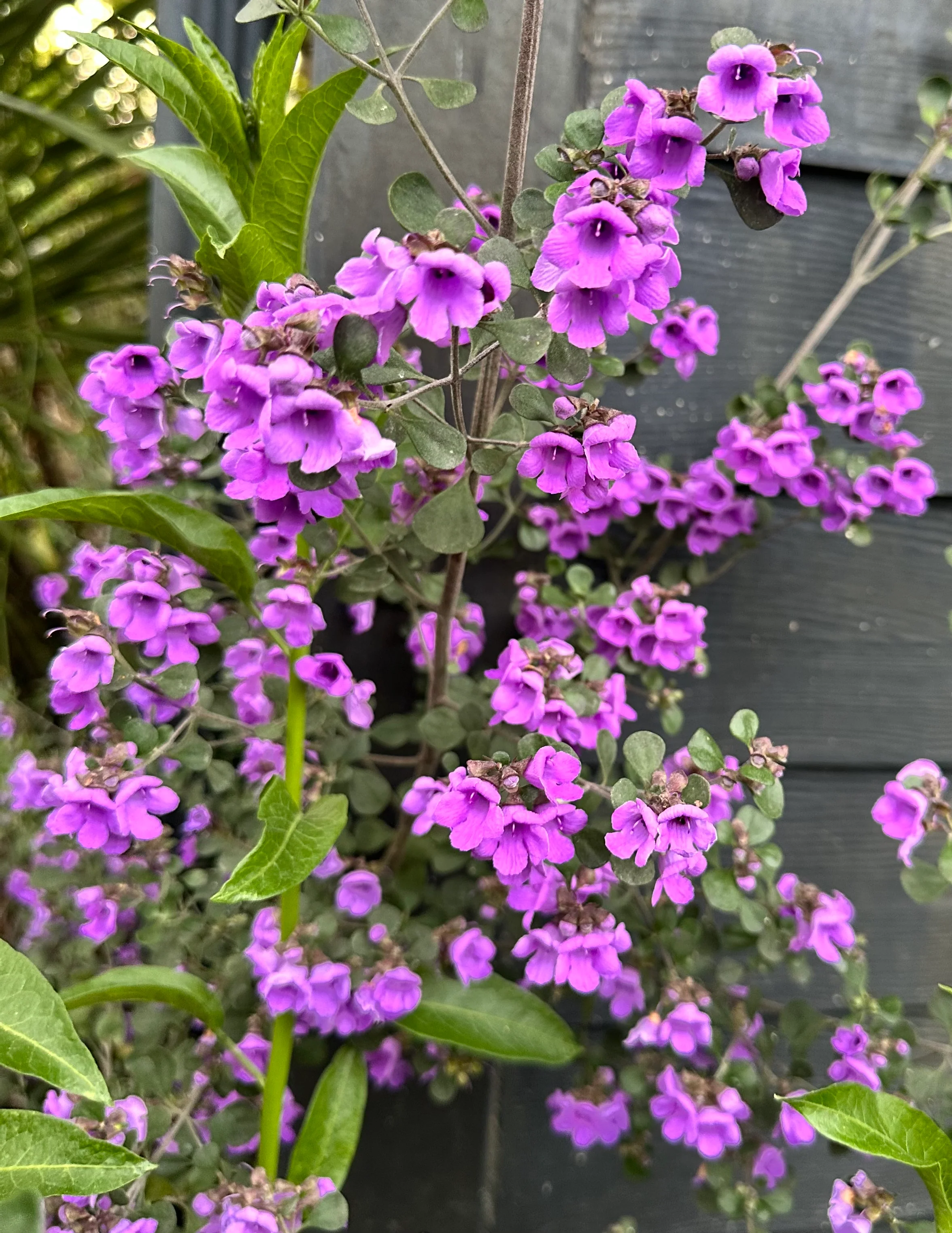 *RETAIL - Prostanthera rotundifolia - Image 2