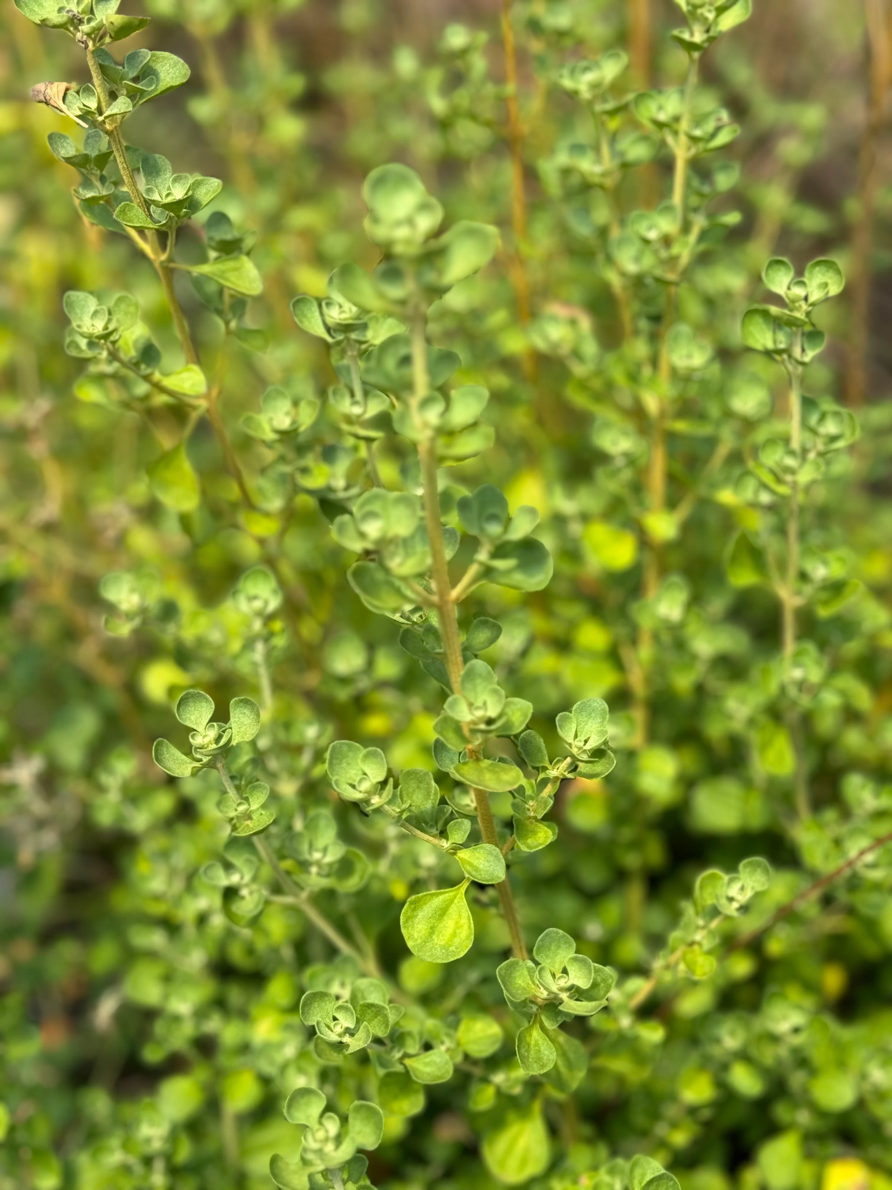 *RETAIL - Prostanthera rotundifolia - Image 3