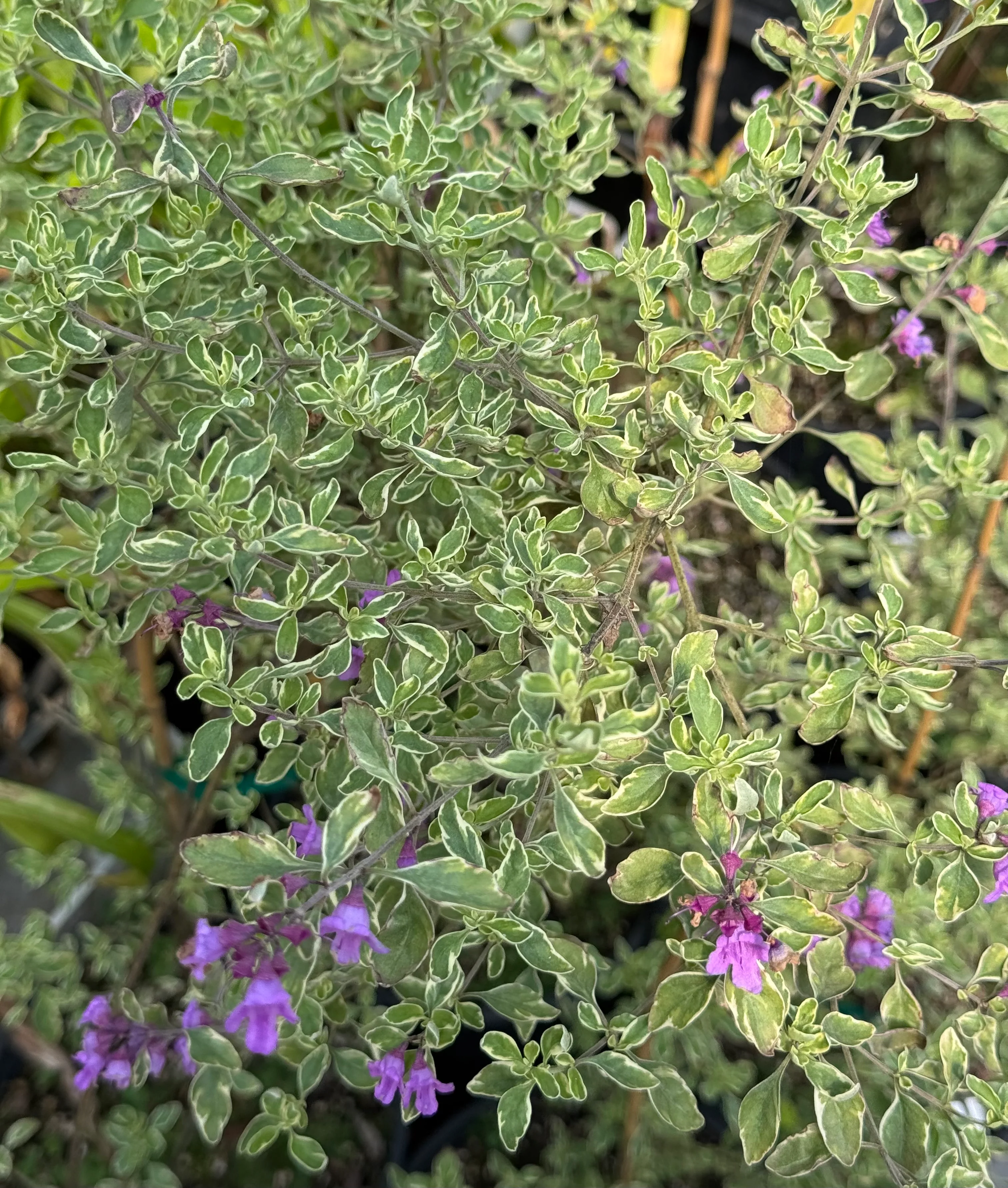 *RETAIL - Prostanthera rotundifolia 'Variegata'