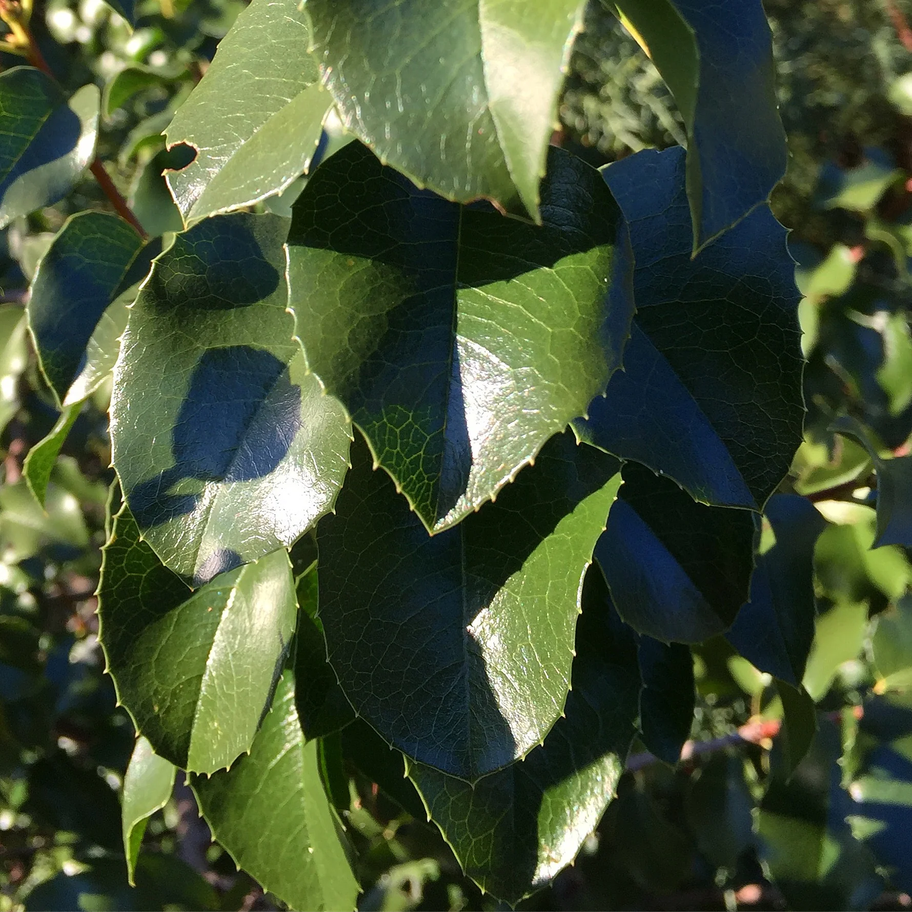 *RETAIL - Prunus ilicifolia [Klamath] - Image 2