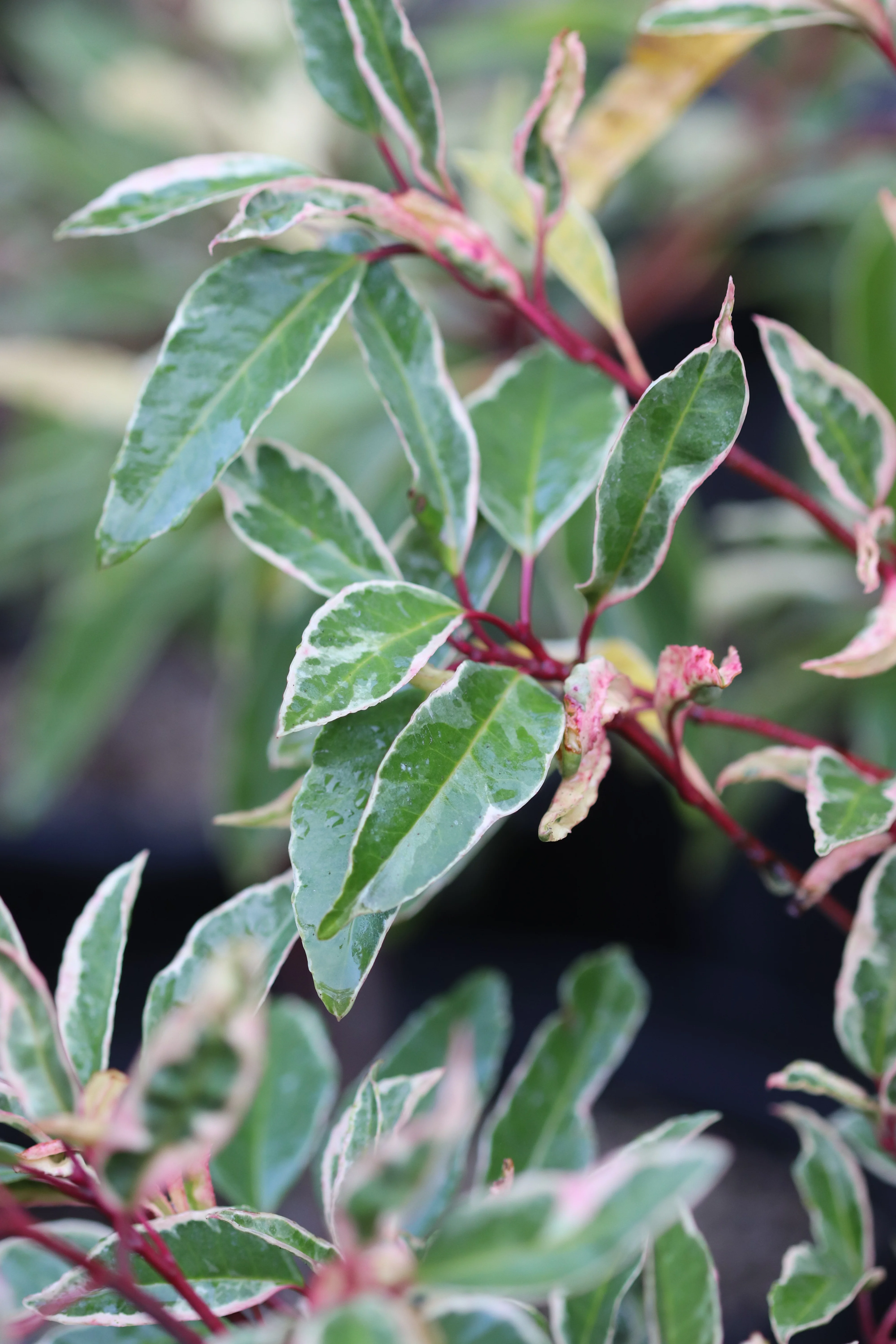 *RETAIL - Prunus lusitanica 'Variegata' - Image 2