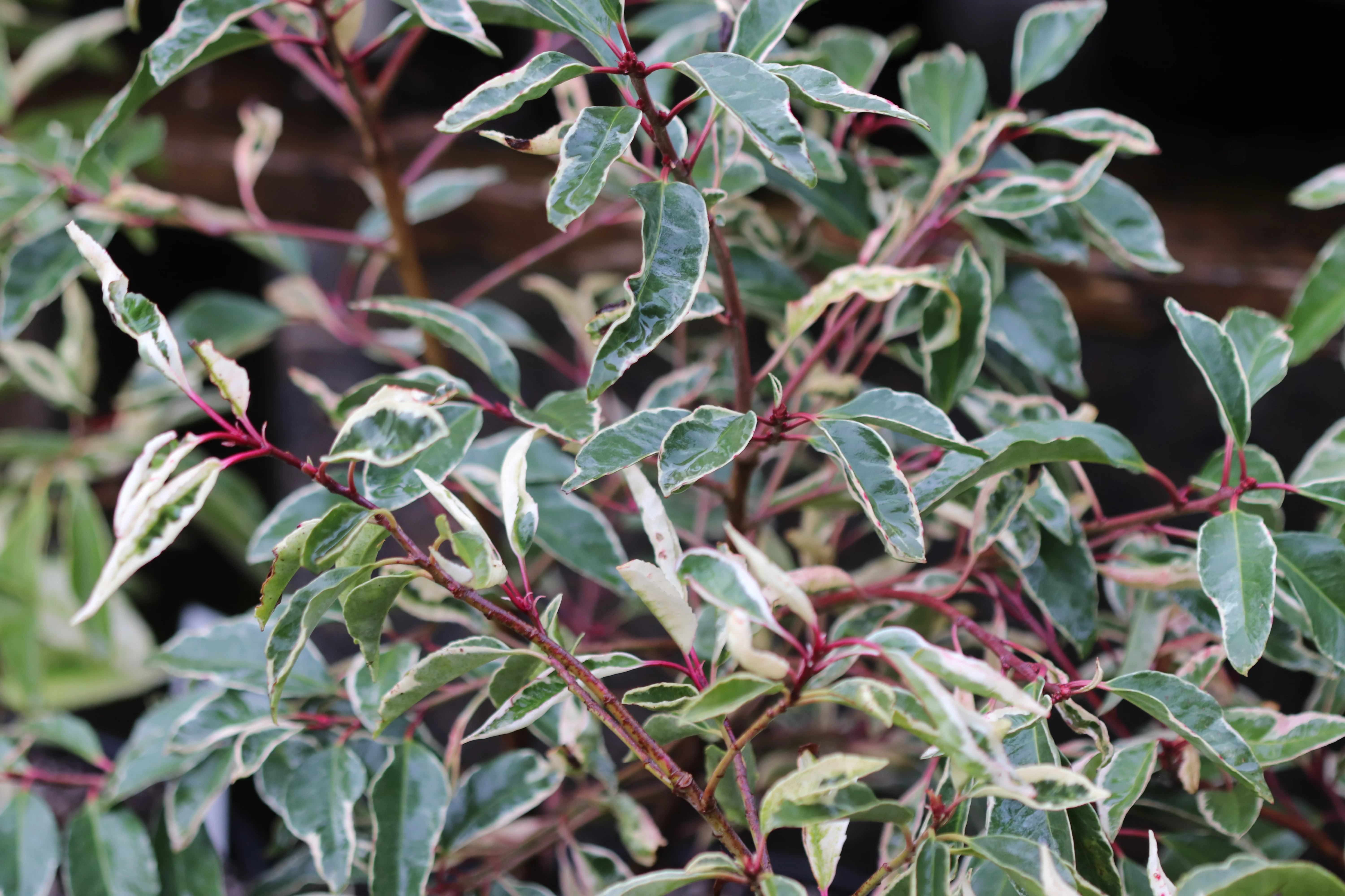 *RETAIL - Prunus lusitanica 'Variegata' - Image 3