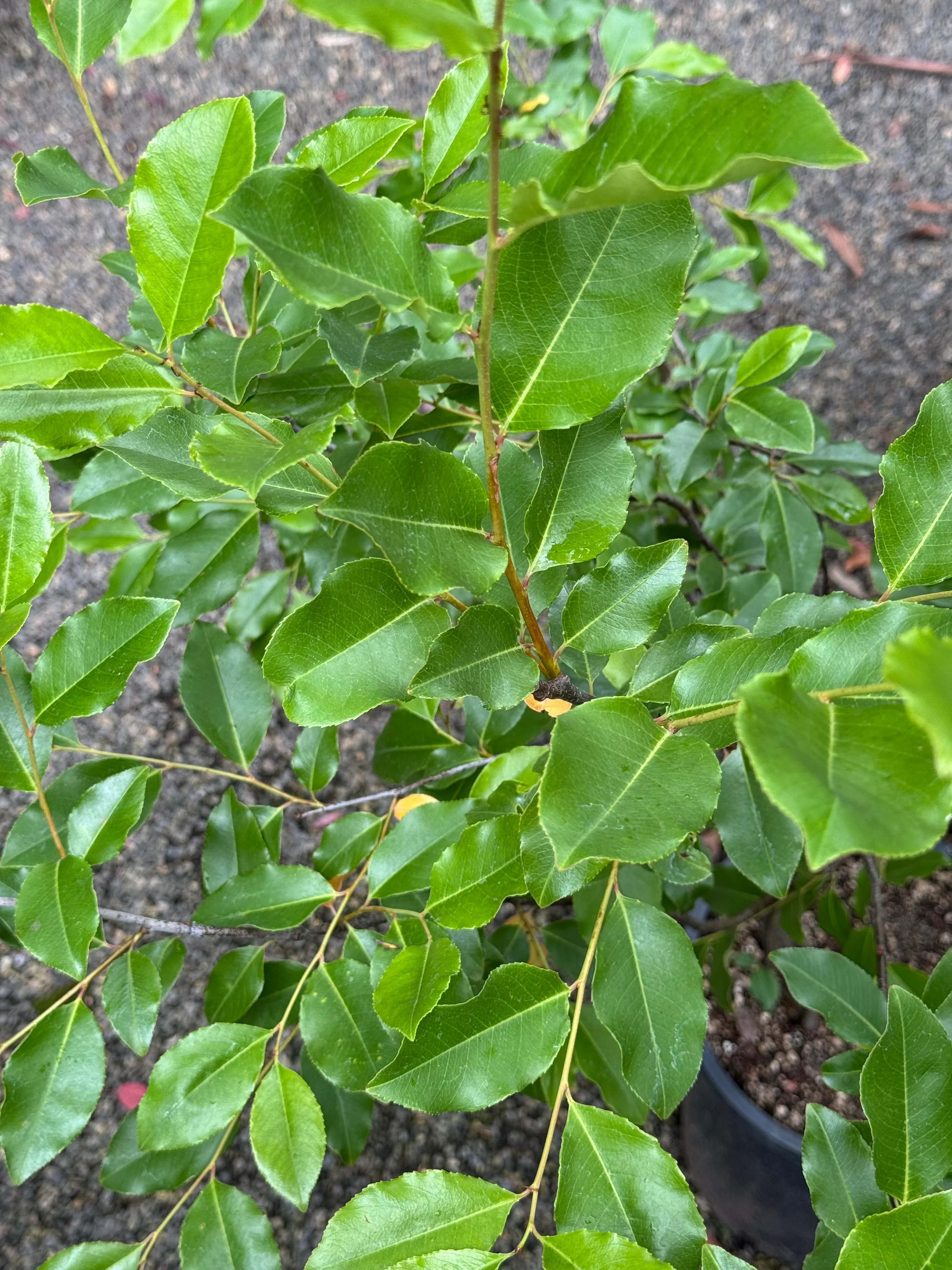 *RETAIL - Prunus serotina var. virens - Image 2