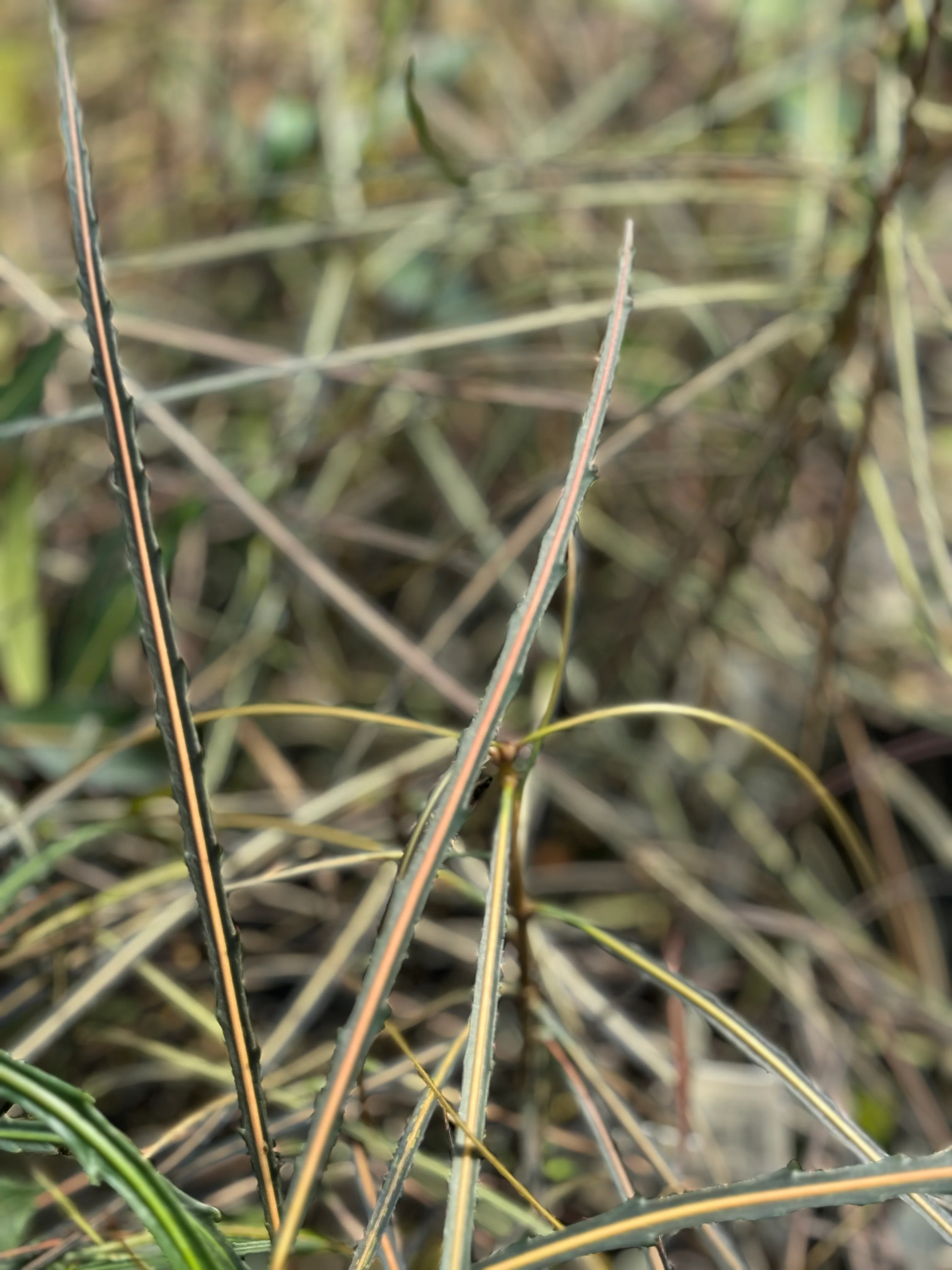 *RETAIL - Pseudopanax crassifolius - Image 3
