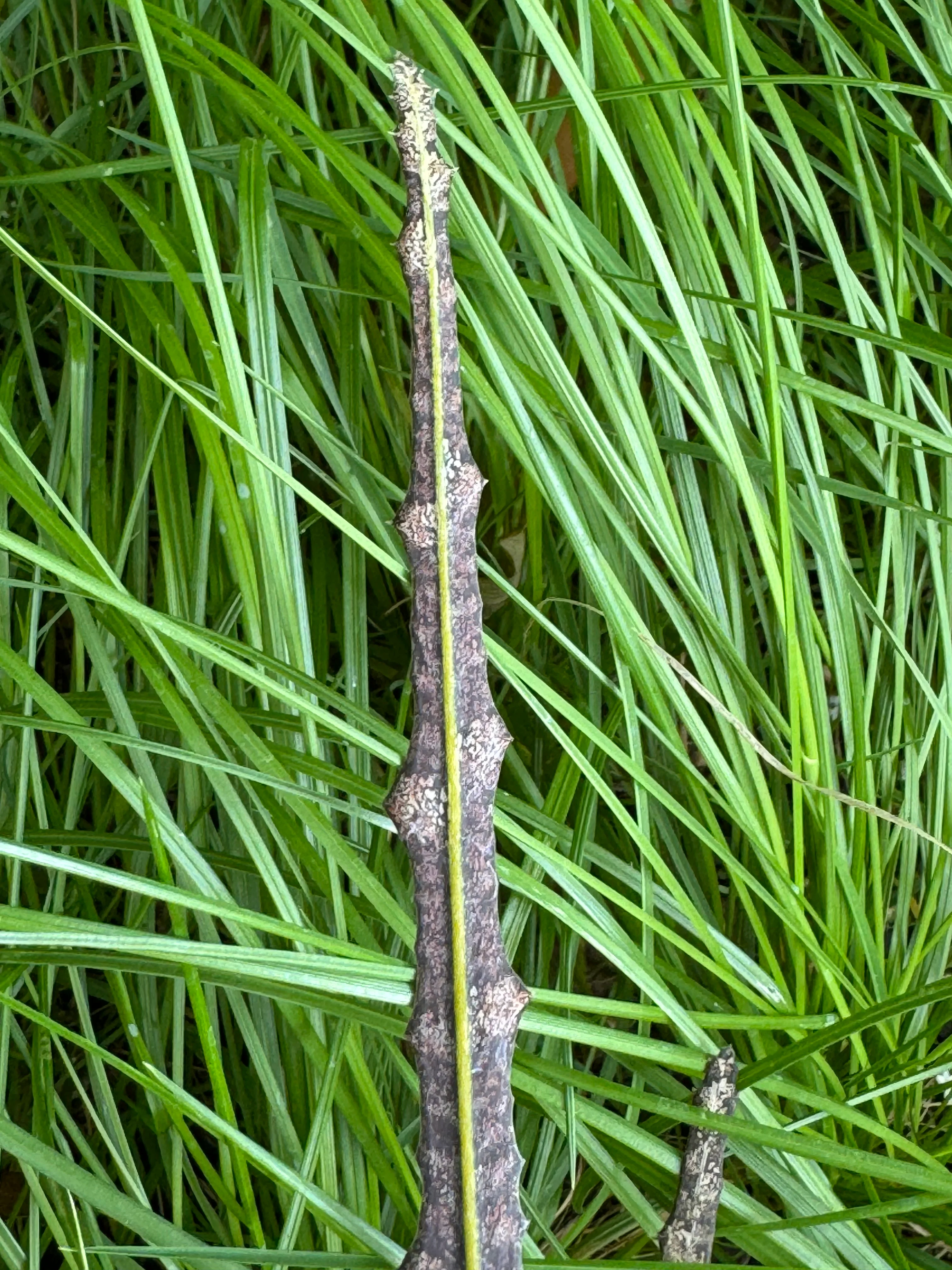 Pseudopanax ferox - Image 3