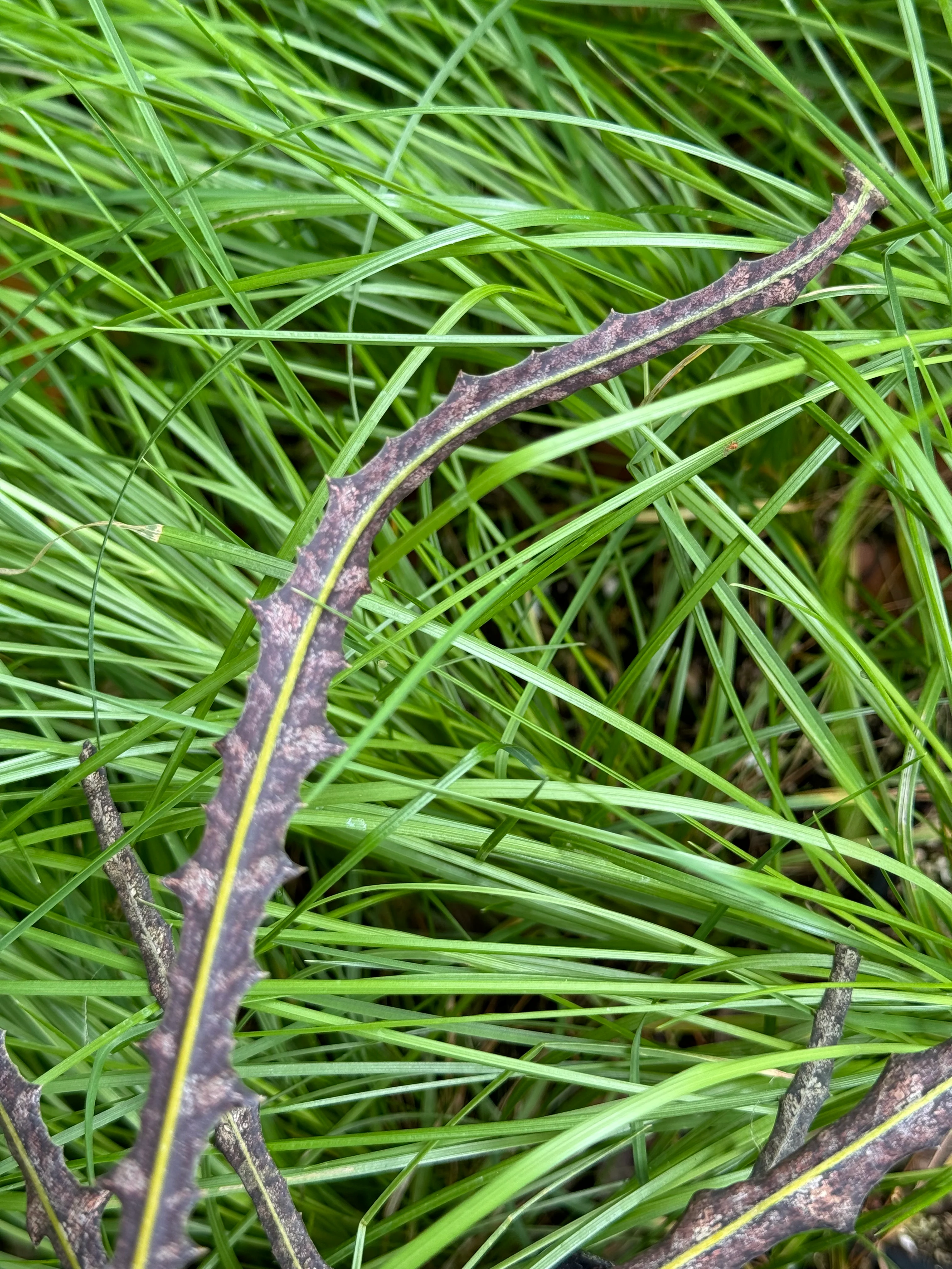 Pseudopanax ferox - Image 4