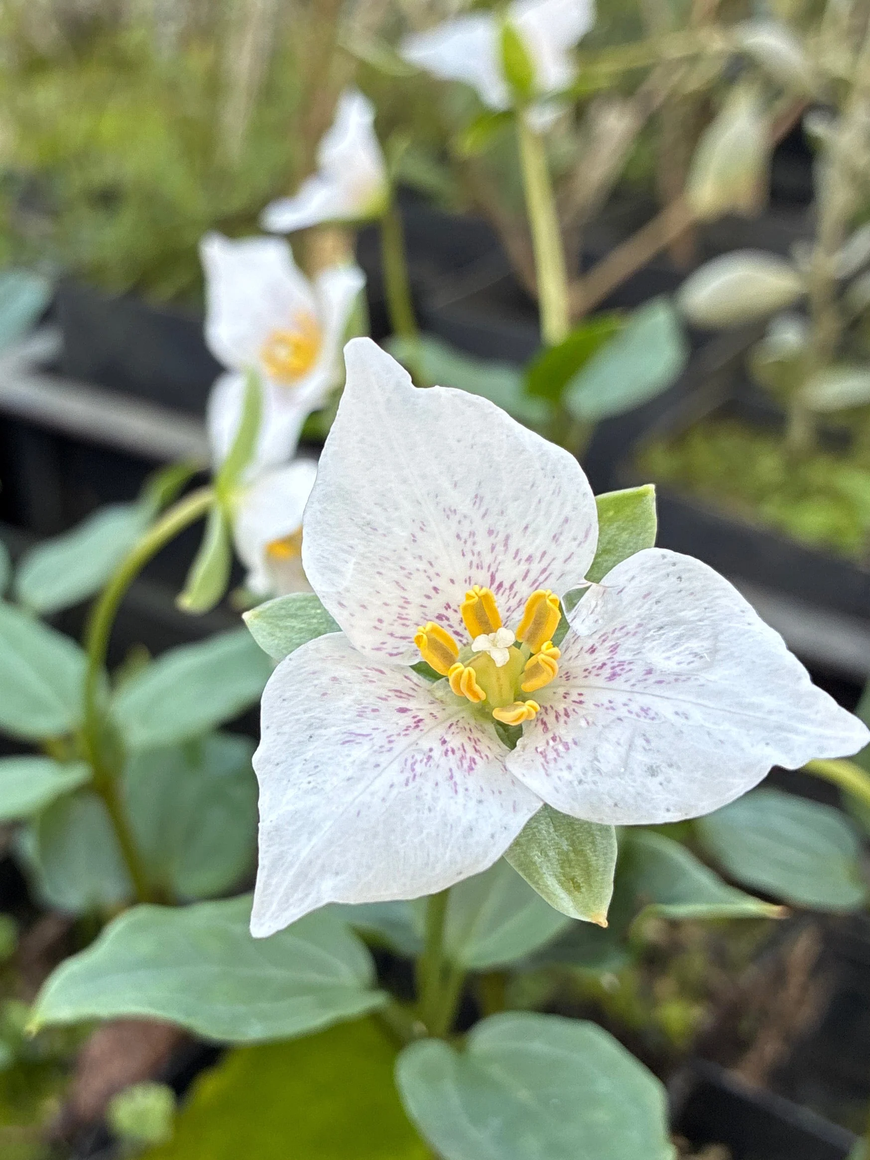 Pseudotrillium rivale 'Early Furl'