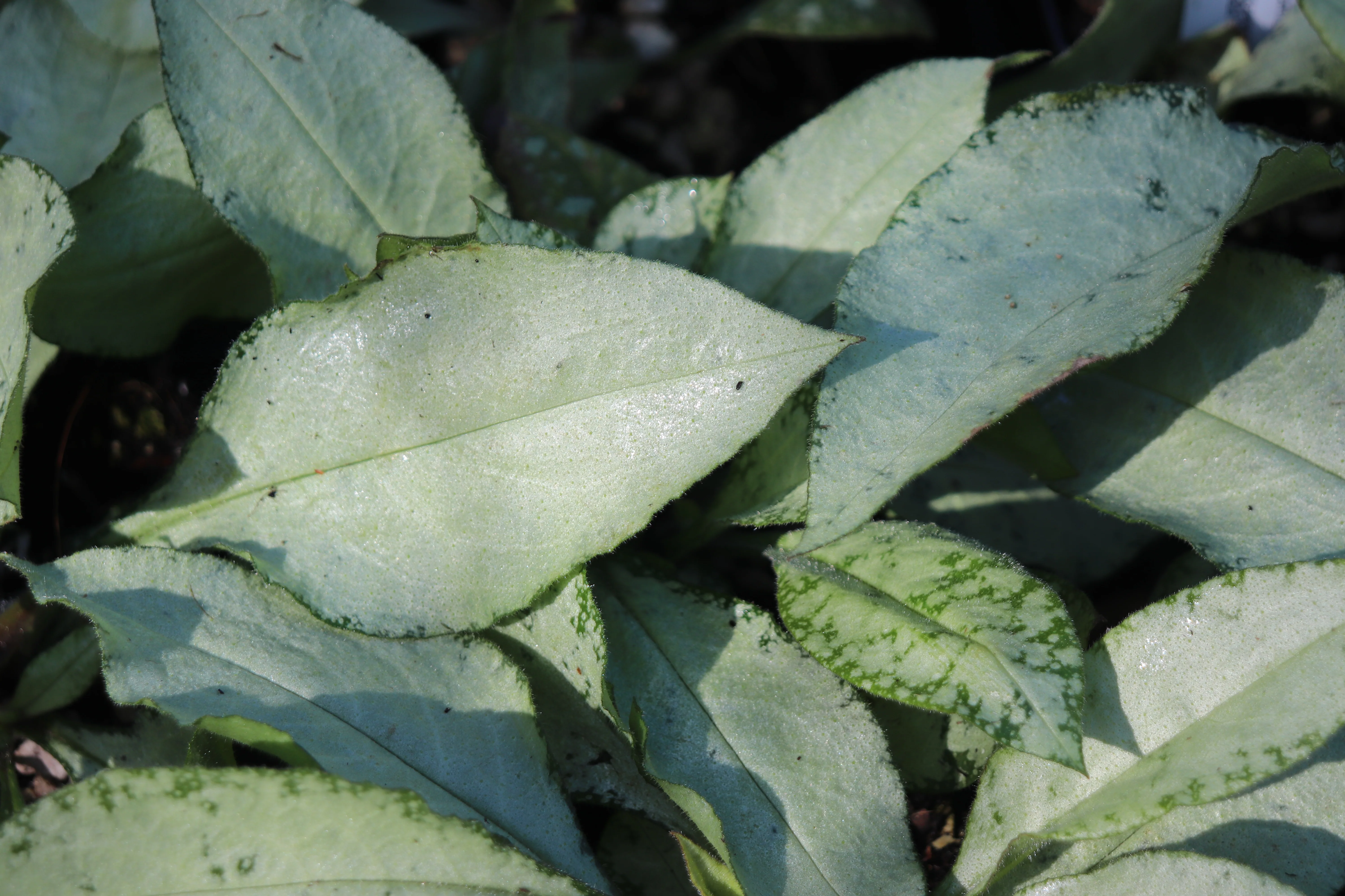 *RETAIL - Pulmonaria 'Silver Scimitar'