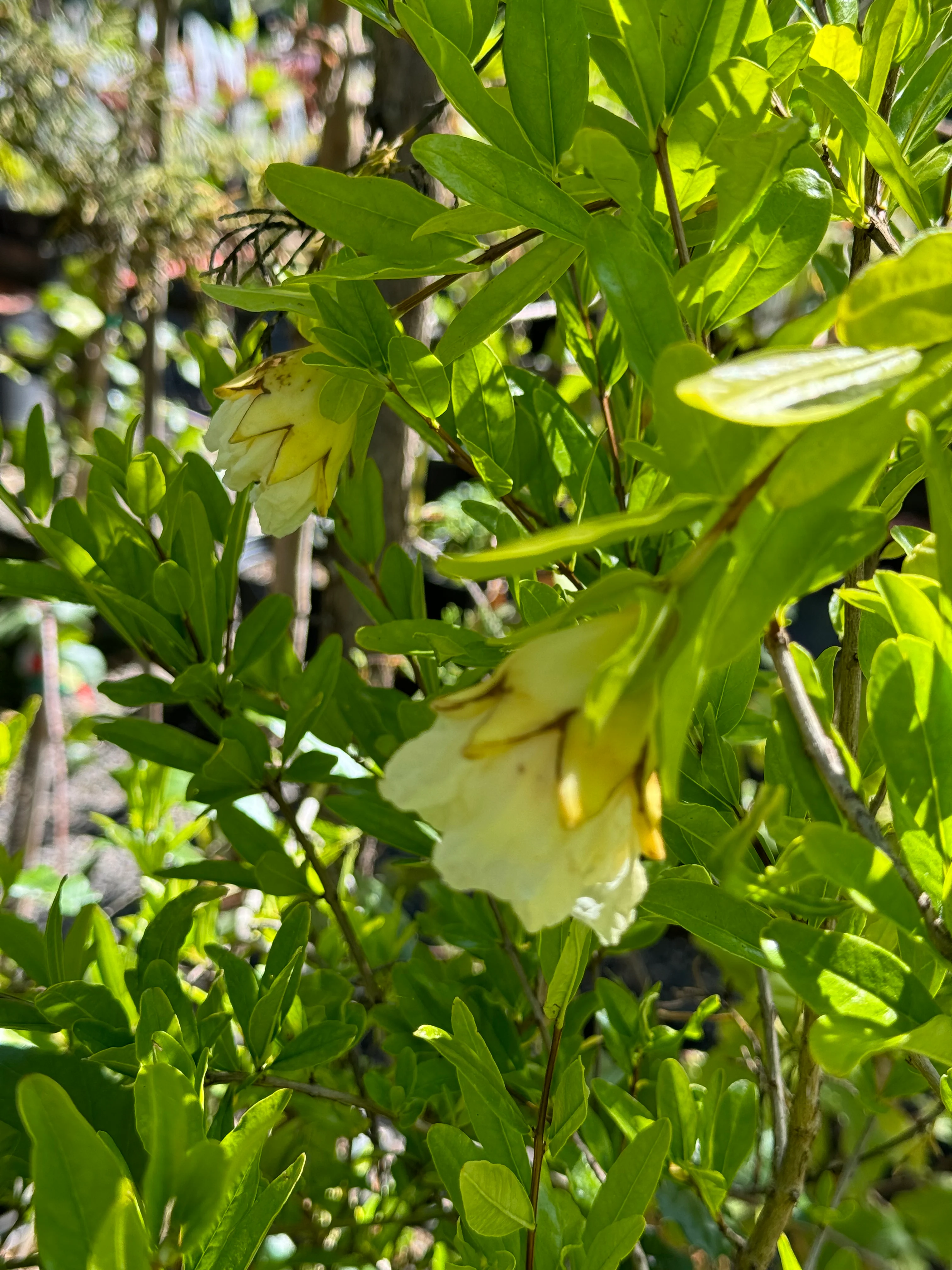 *RETAIL - Punica granatum 'Alba Plena' - Image 2
