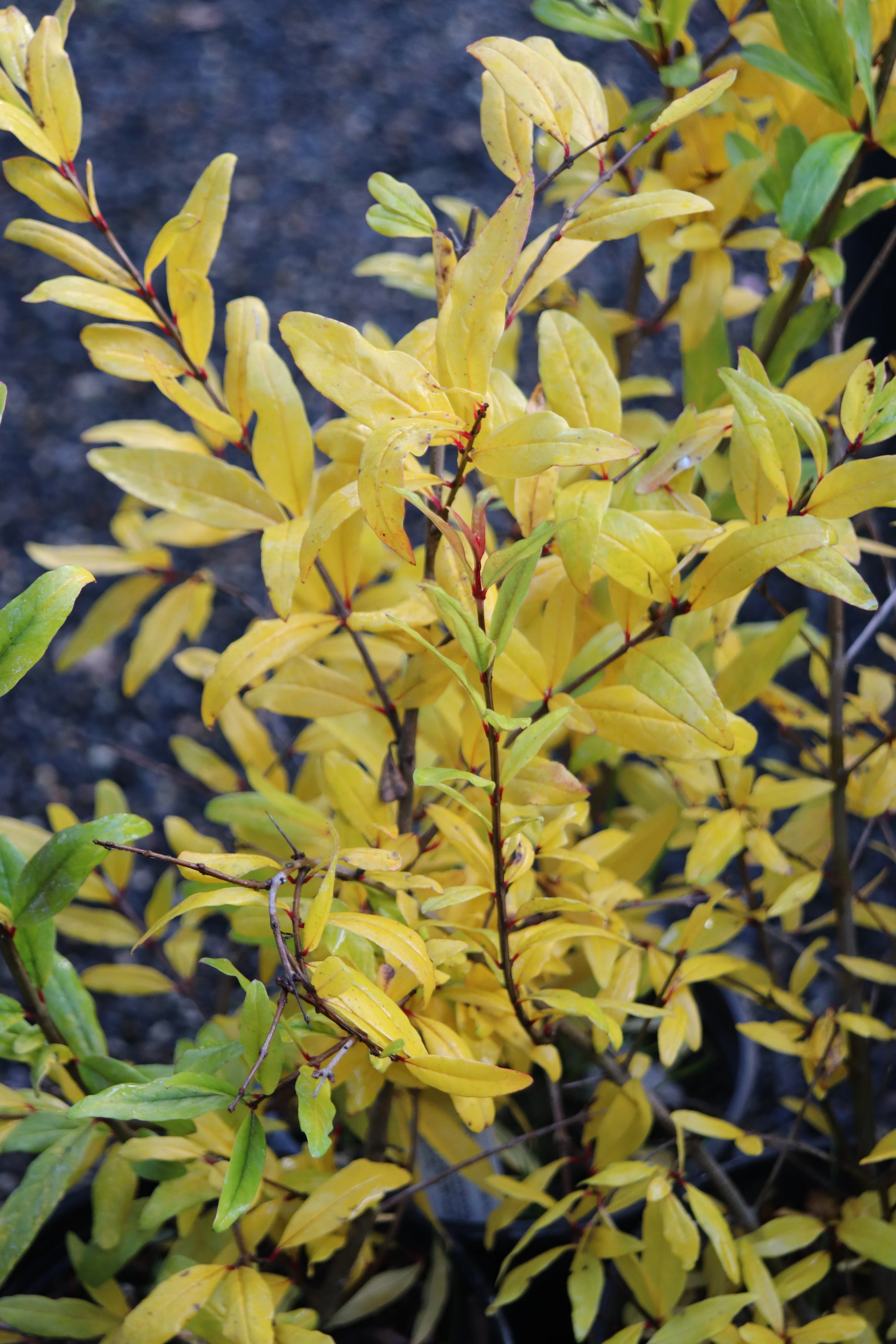 *RETAIL - Punica granatum 'Wonderful' - Image 3