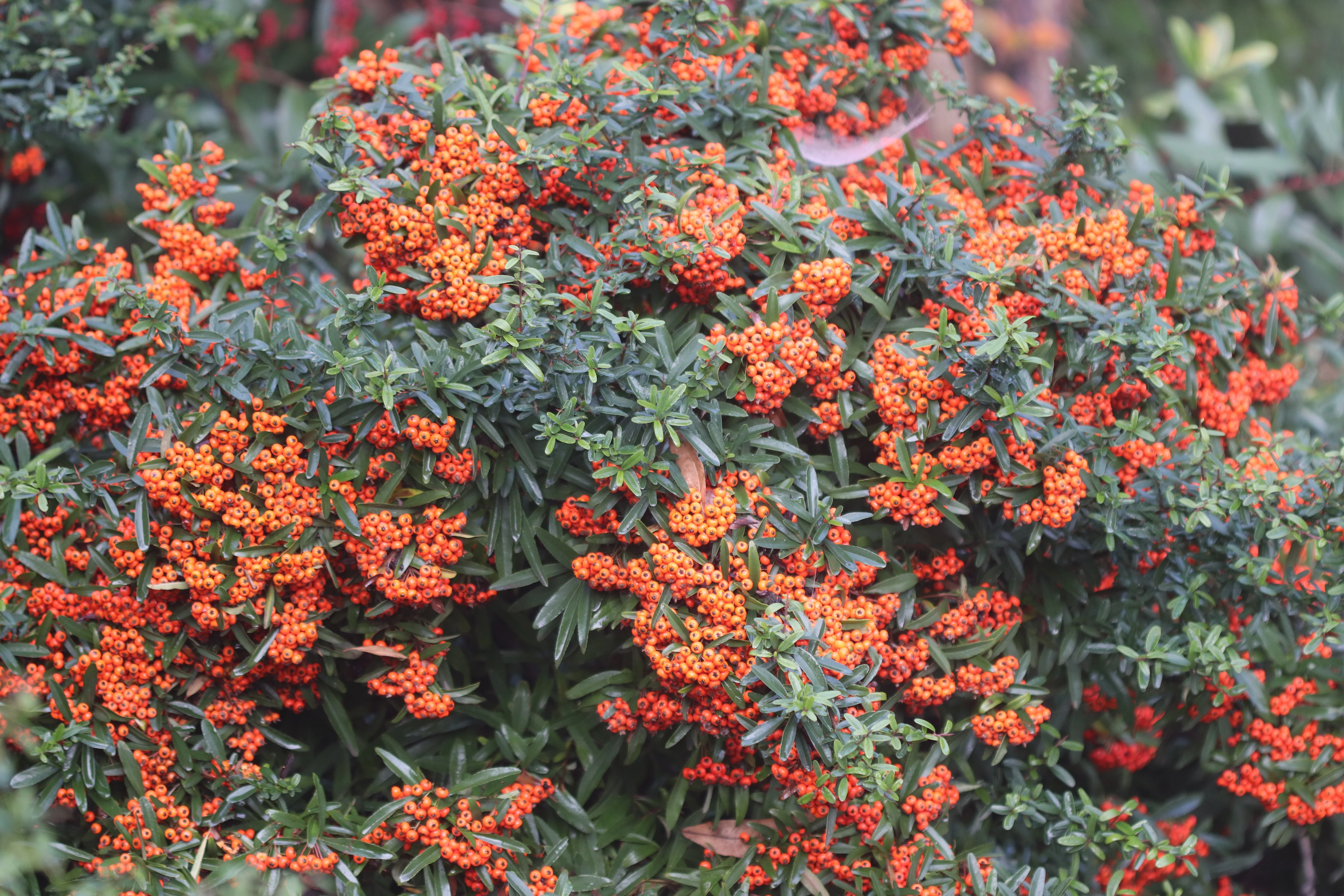 *RETAIL - Pyracantha coccinea 'Dorothy's Fav' - Image 2