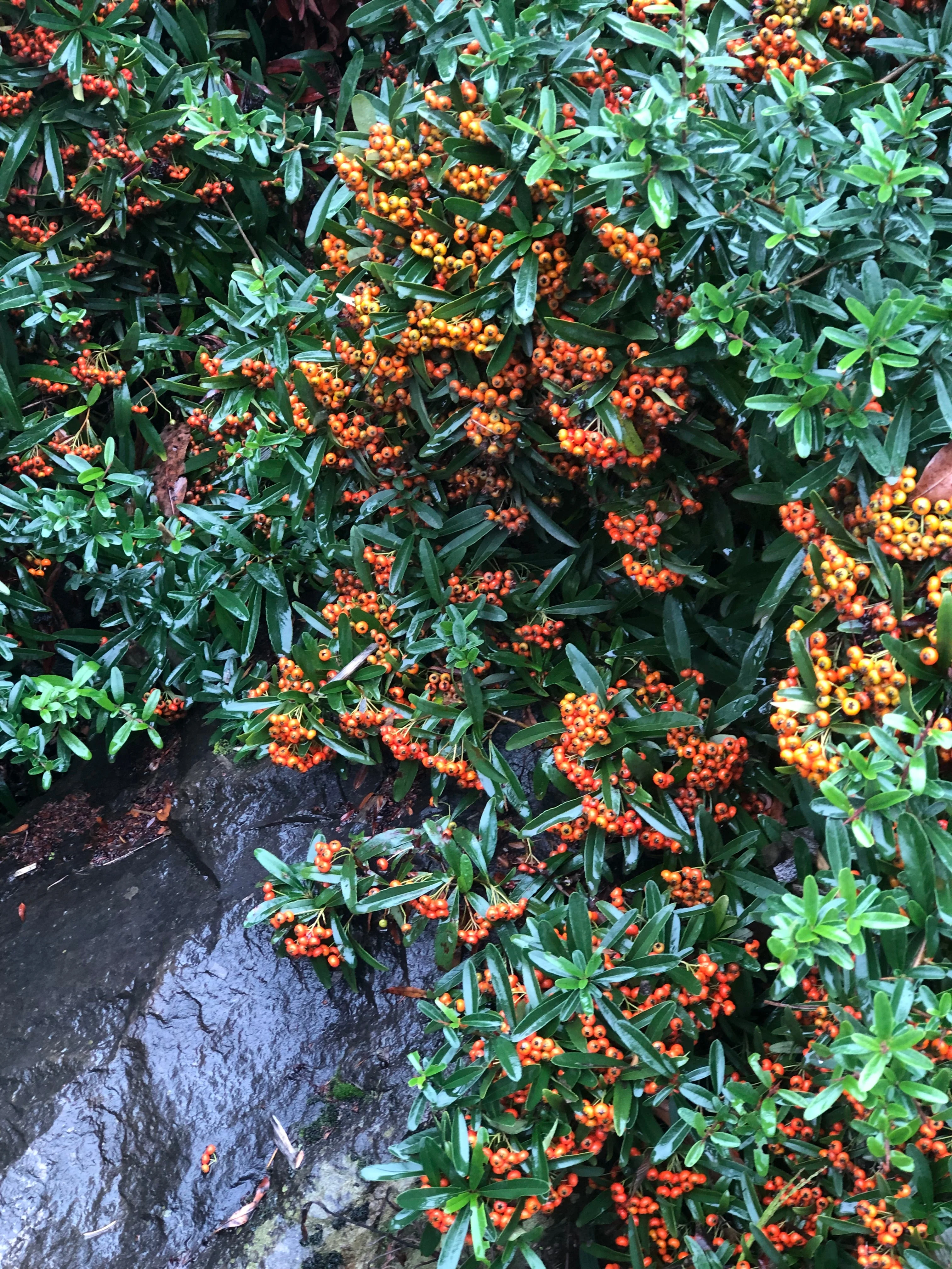 *RETAIL - Pyracantha coccinea 'Dorothy's Fav' - Image 3