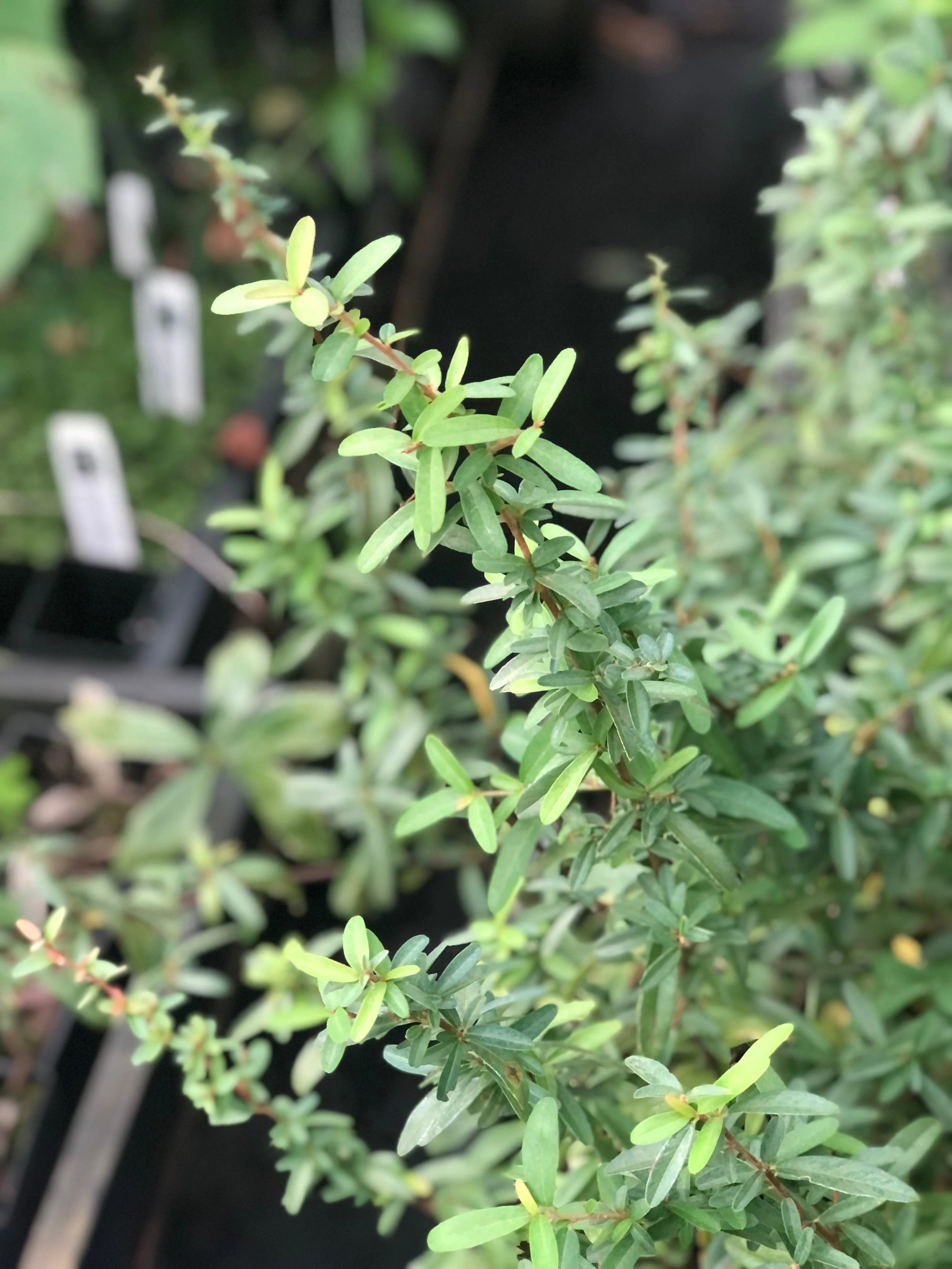 *RETAIL - Pyracantha coccinea 'Dorothy's Fav' - Image 4