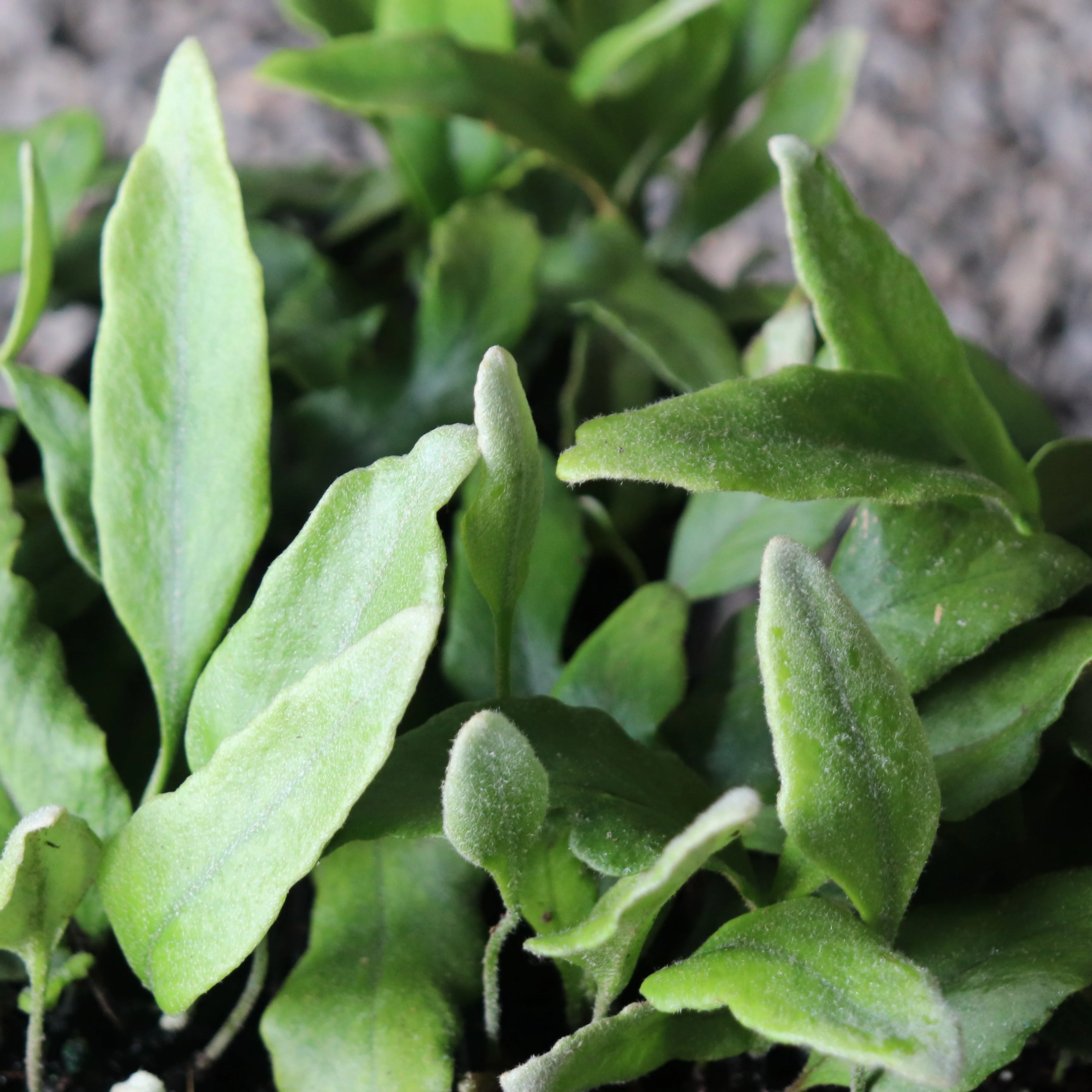 *RETAIL - Pyrrosia lingua 'Undulata'
