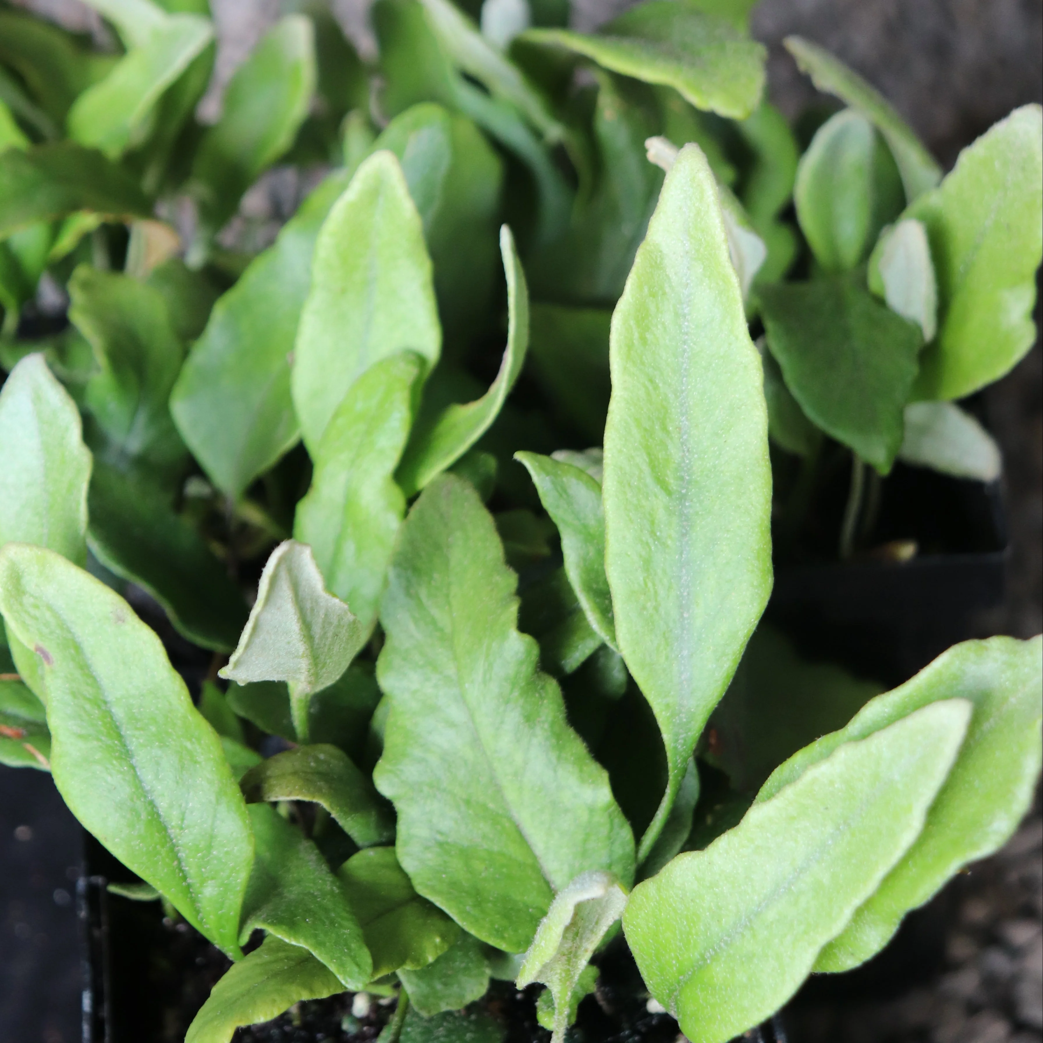 *RETAIL - Pyrrosia lingua 'Undulata' - Image 2