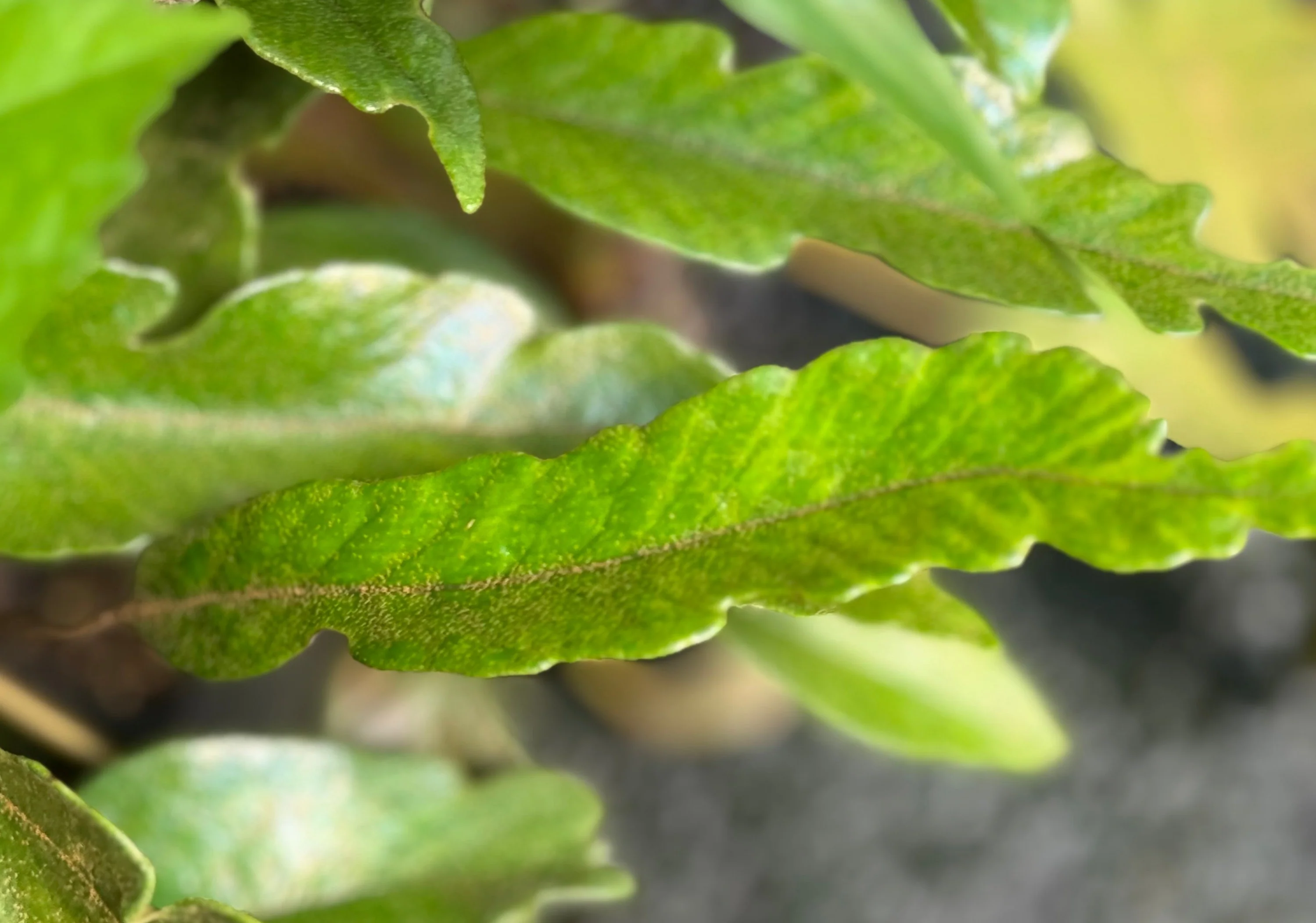 Pyrrosia lingua 'Variegata' - Image 3