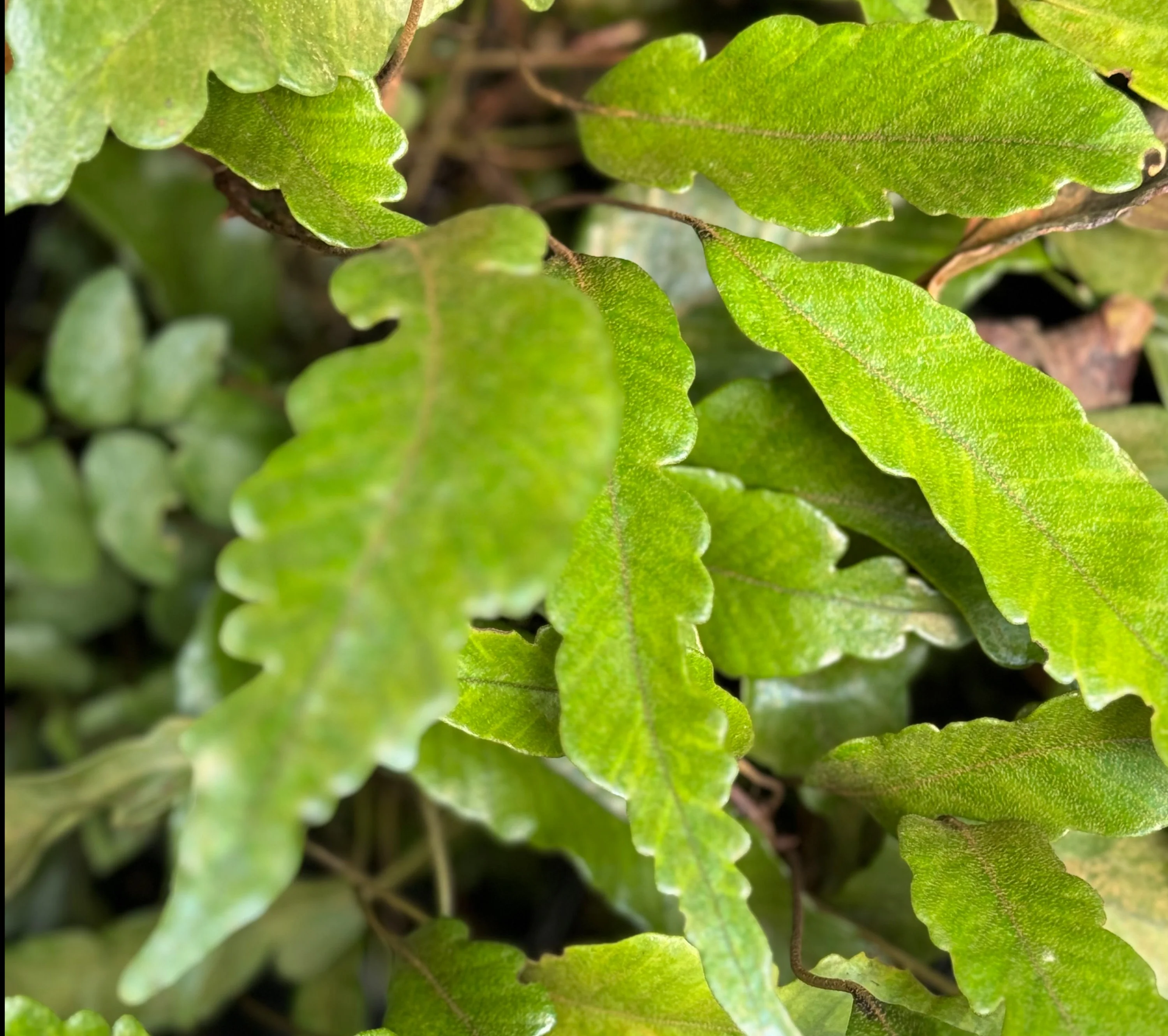 Pyrrosia lingua 'Variegata' - Image 2