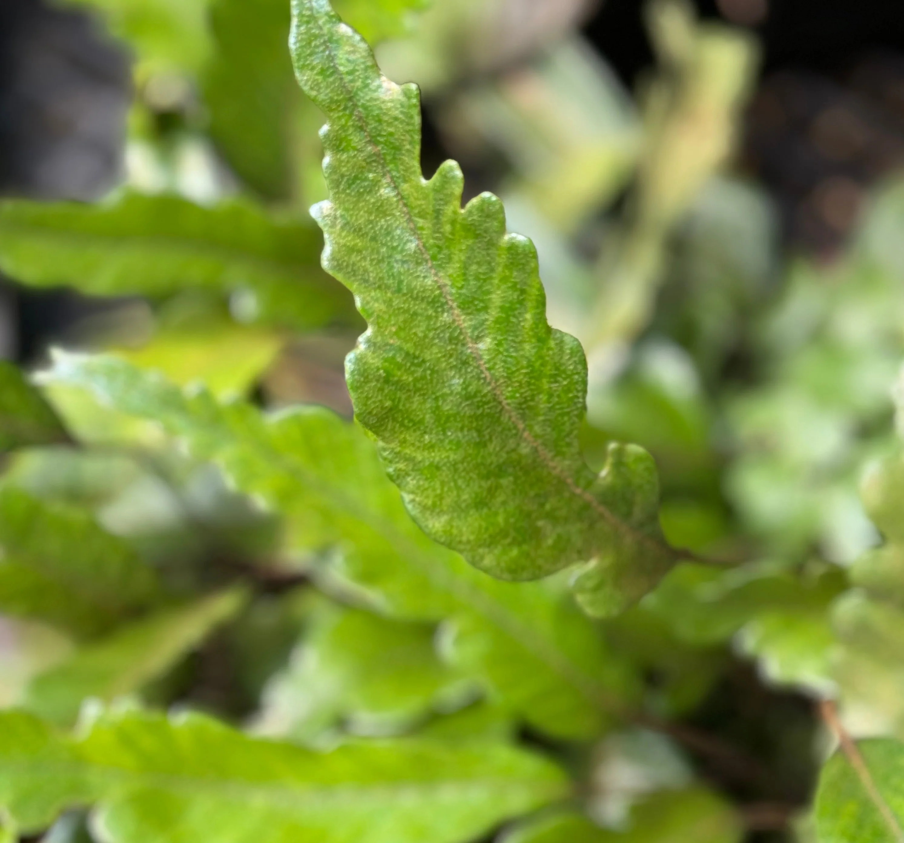 Pyrrosia lingua 'Variegata' - Image 4