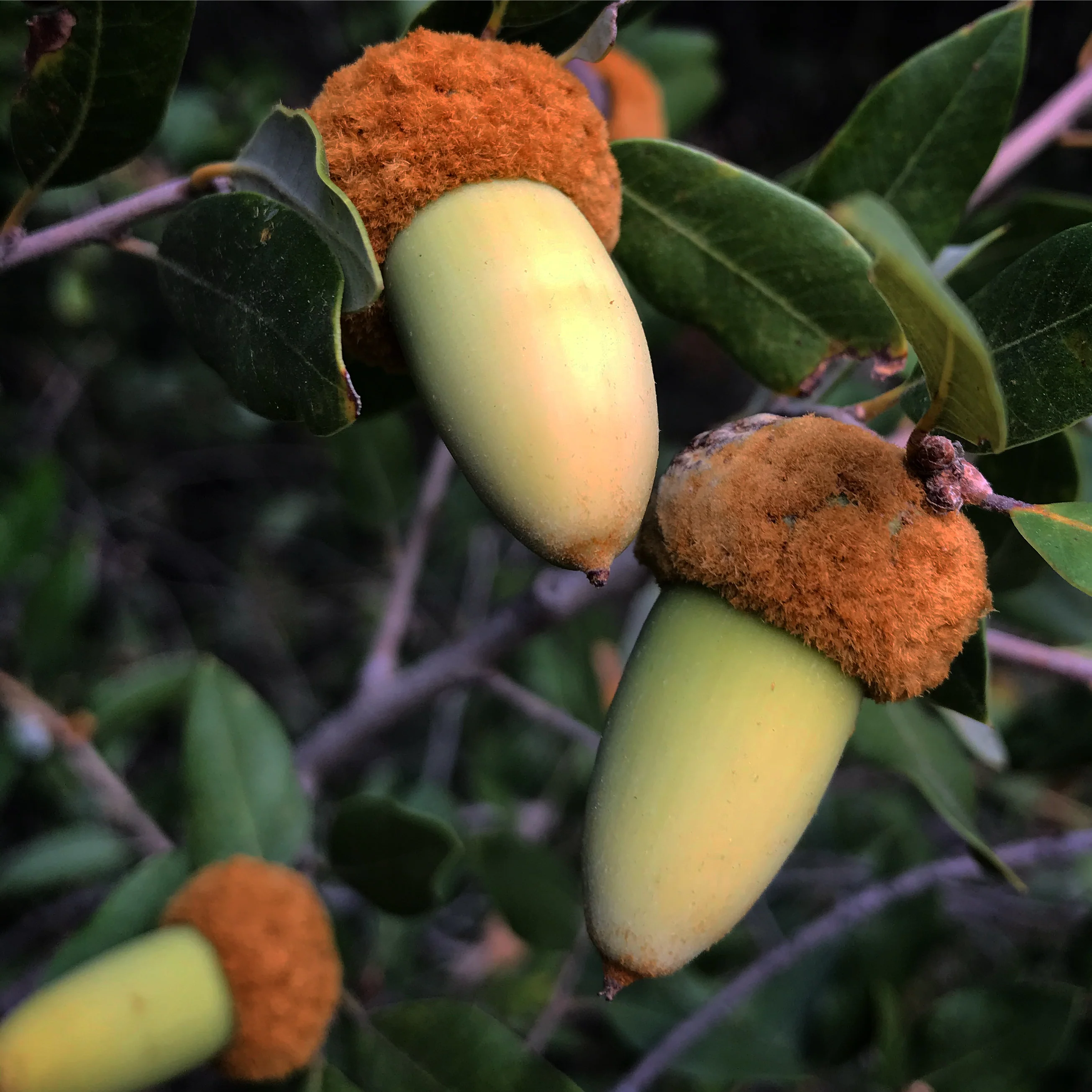 *RETAIL - Quercus chrysolepis - Image 2