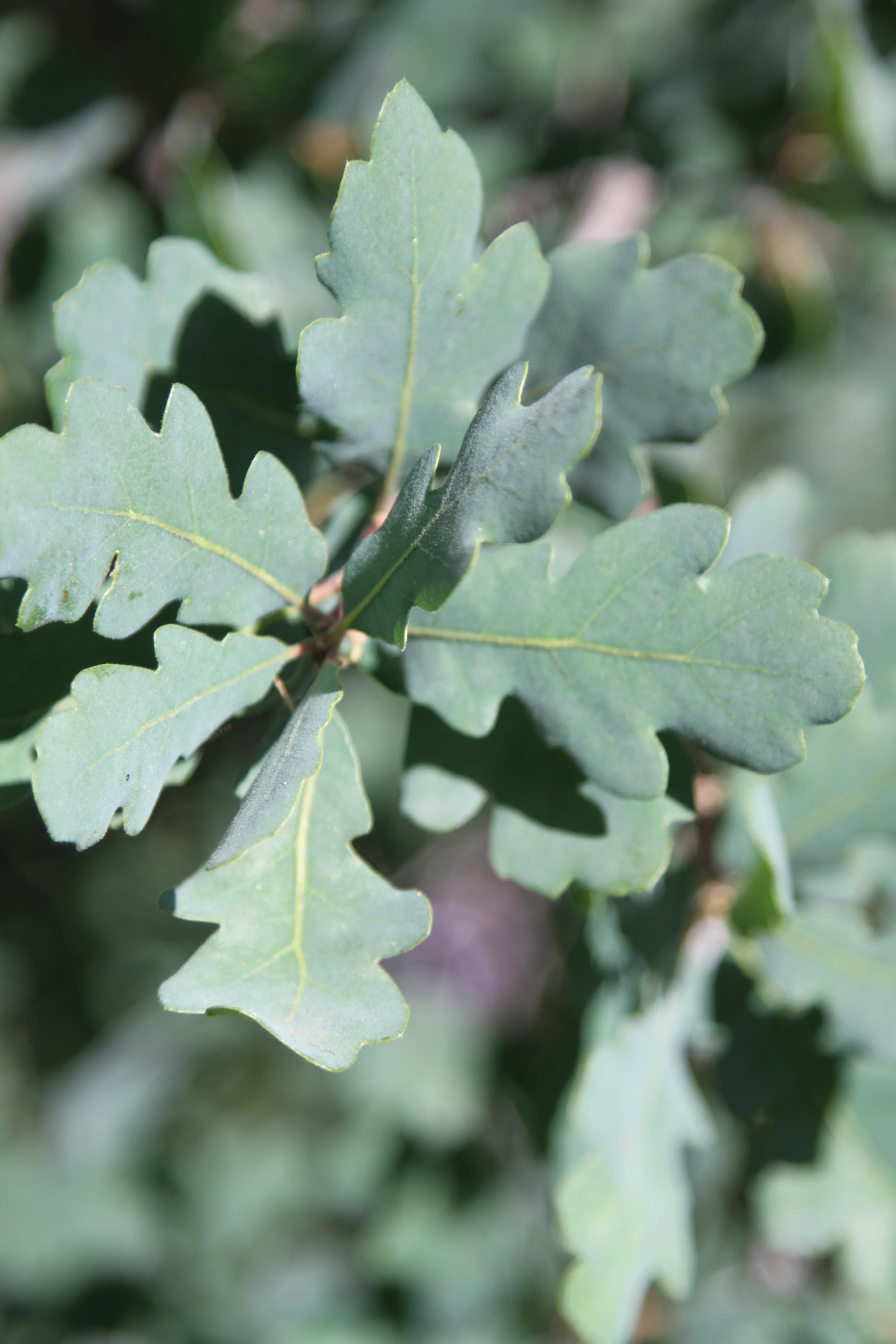 *RETAIL - Quercus douglasii - Image 2
