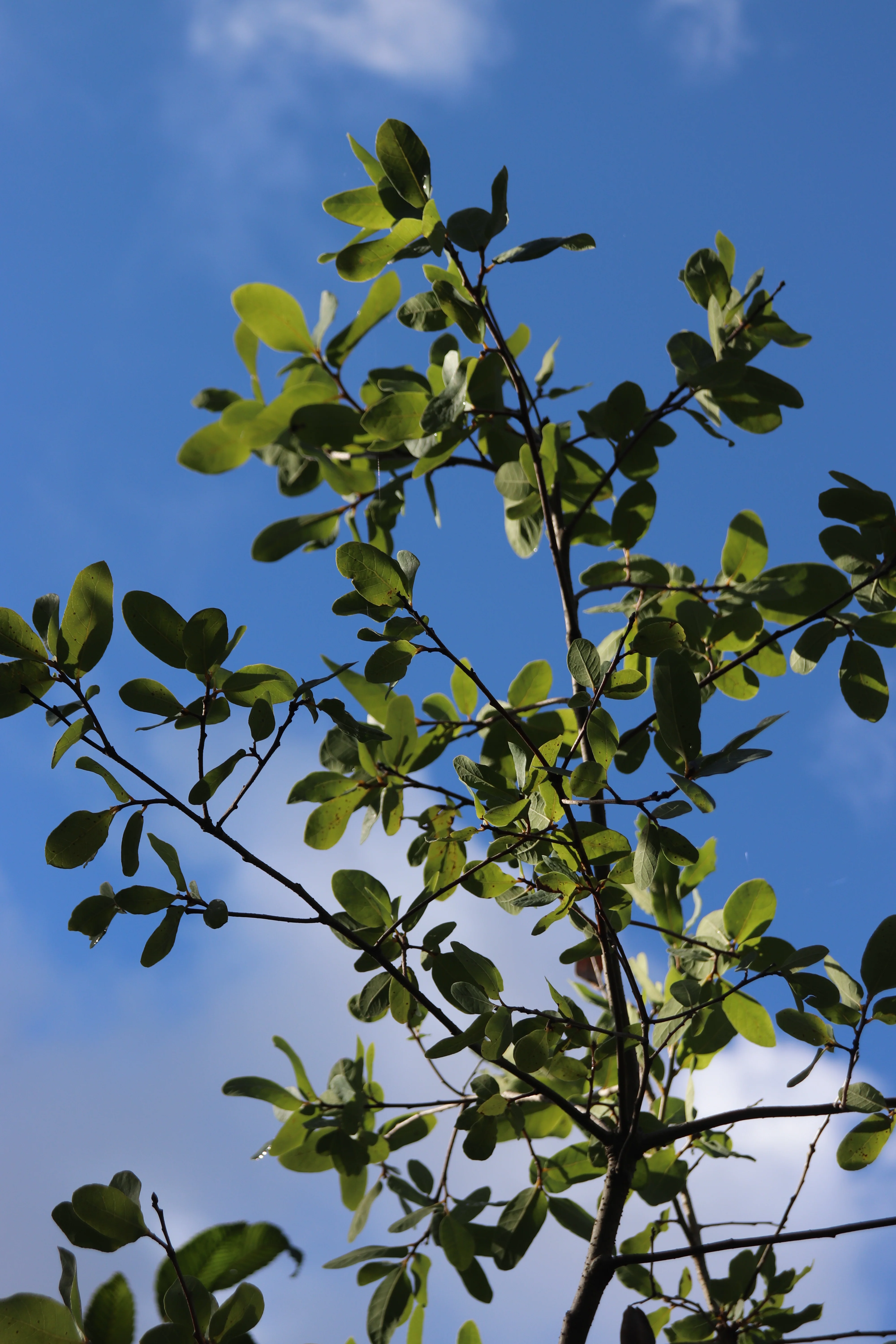 *RETAIL - Quercus engelmannii - Image 2