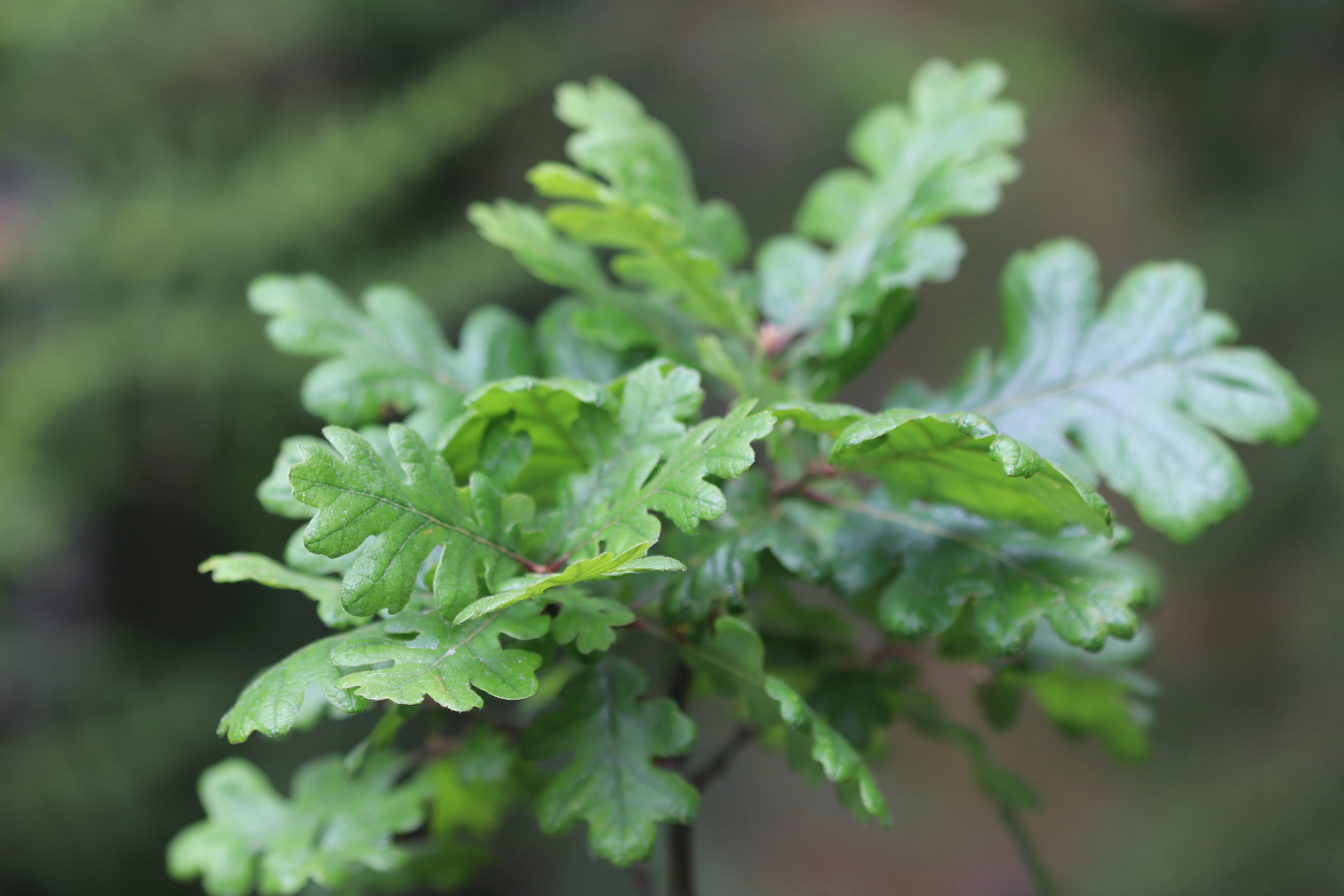 *RETAIL - Quercus garryana - Image 2