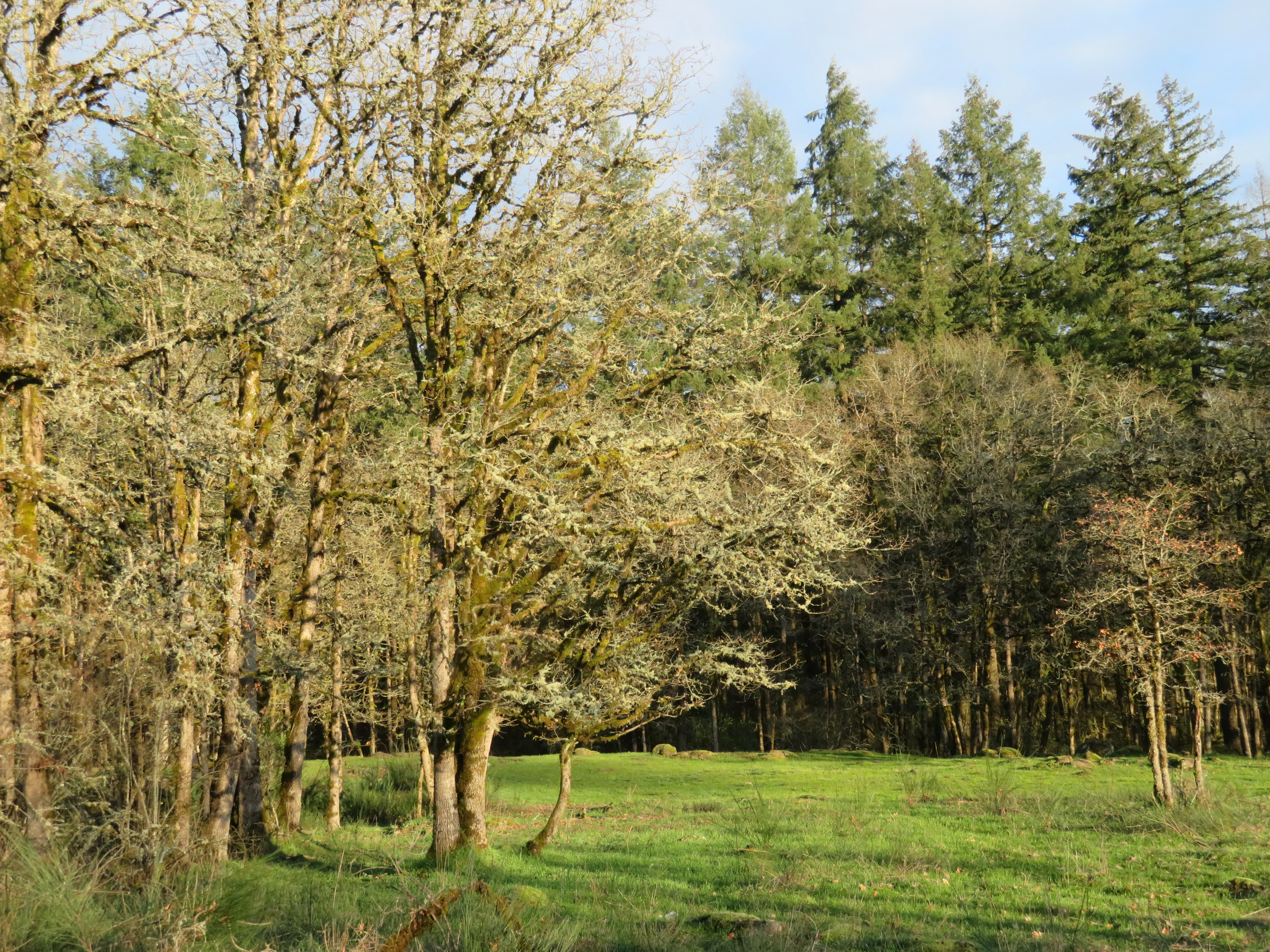 *RETAIL - Quercus garryana - Image 3