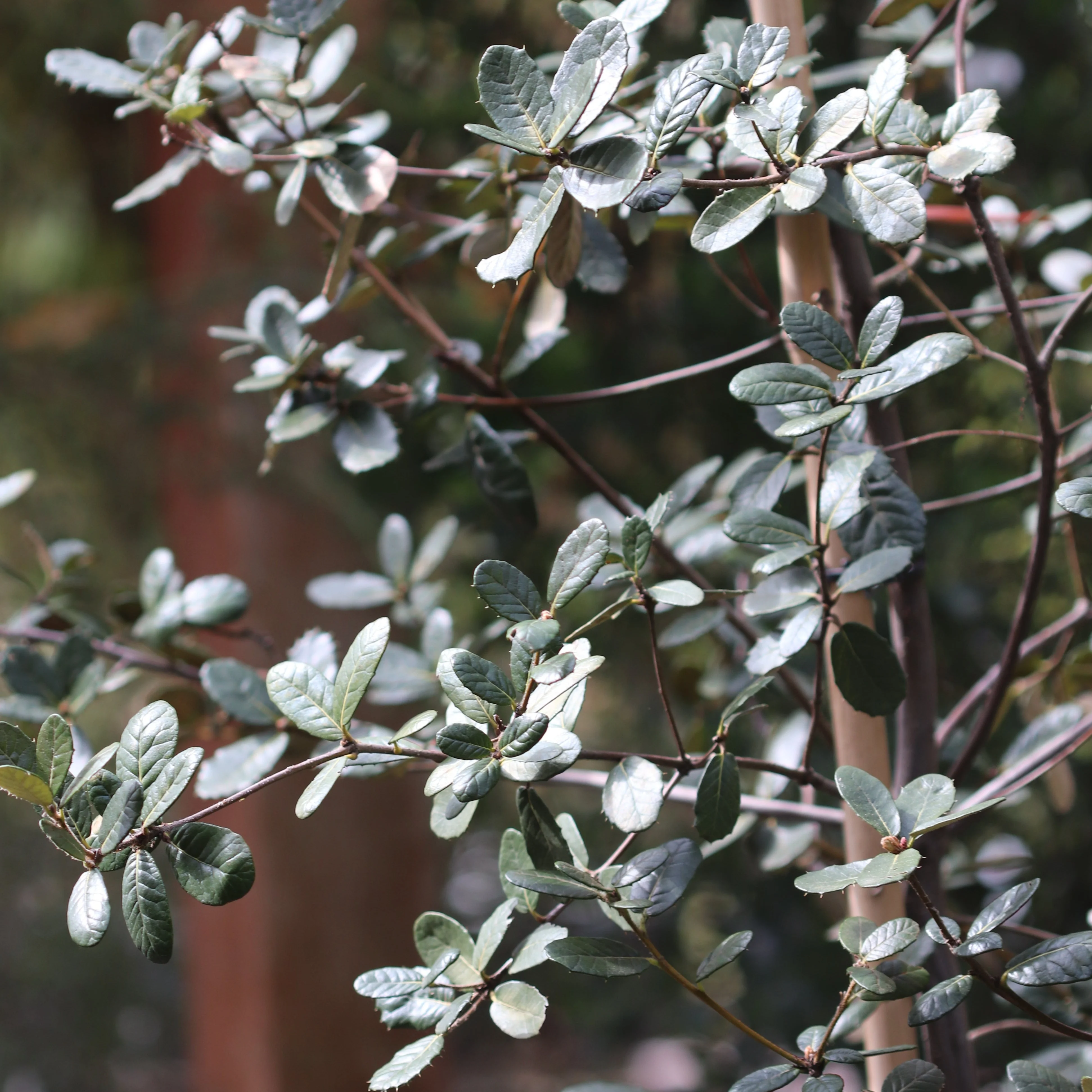 *RETAIL - Quercus guyavifolia - Image 2
