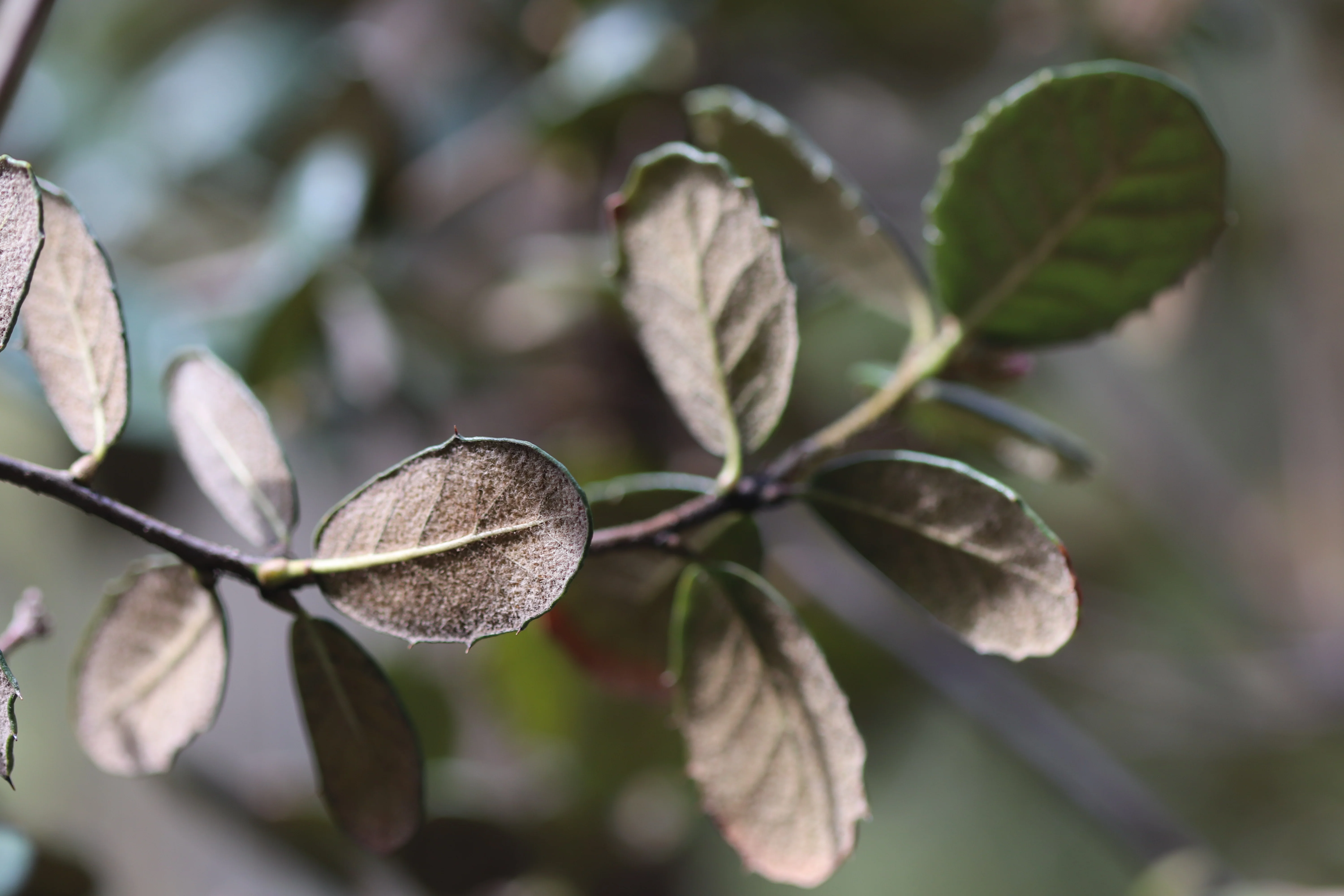 *RETAIL - Quercus guyavifolia - Image 3