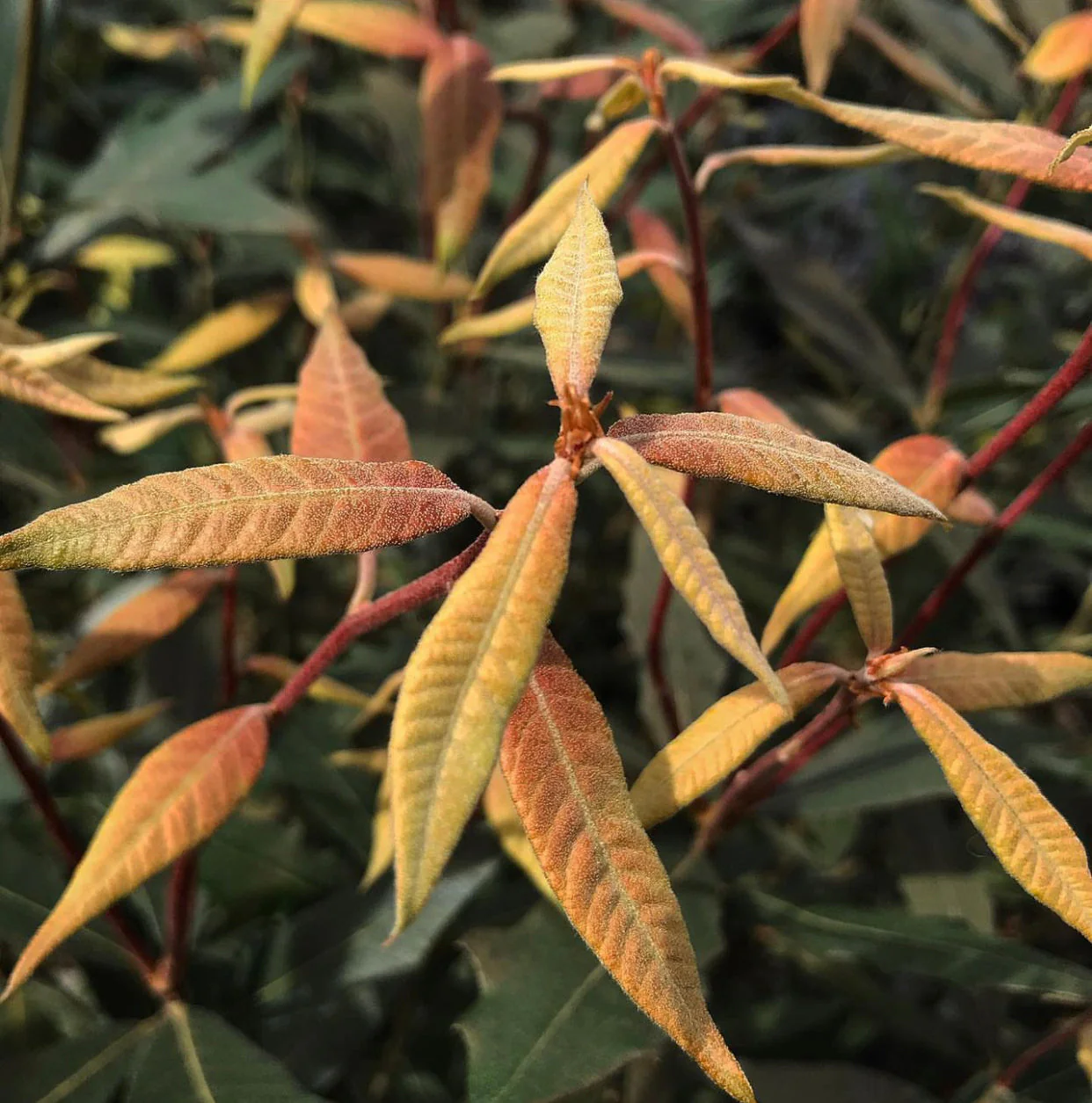 Quercus hypoleucoides SBH 12049 - Image 2