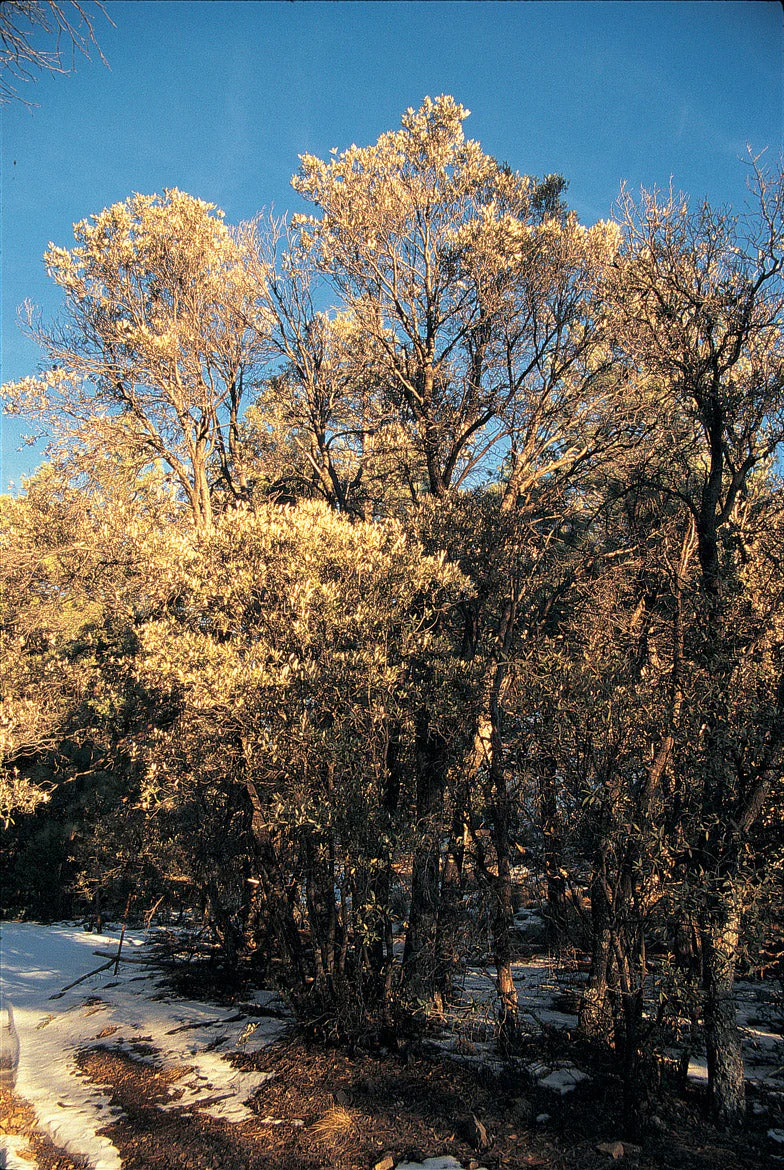 Quercus hypoleucoides SBH 12049 - Image 3