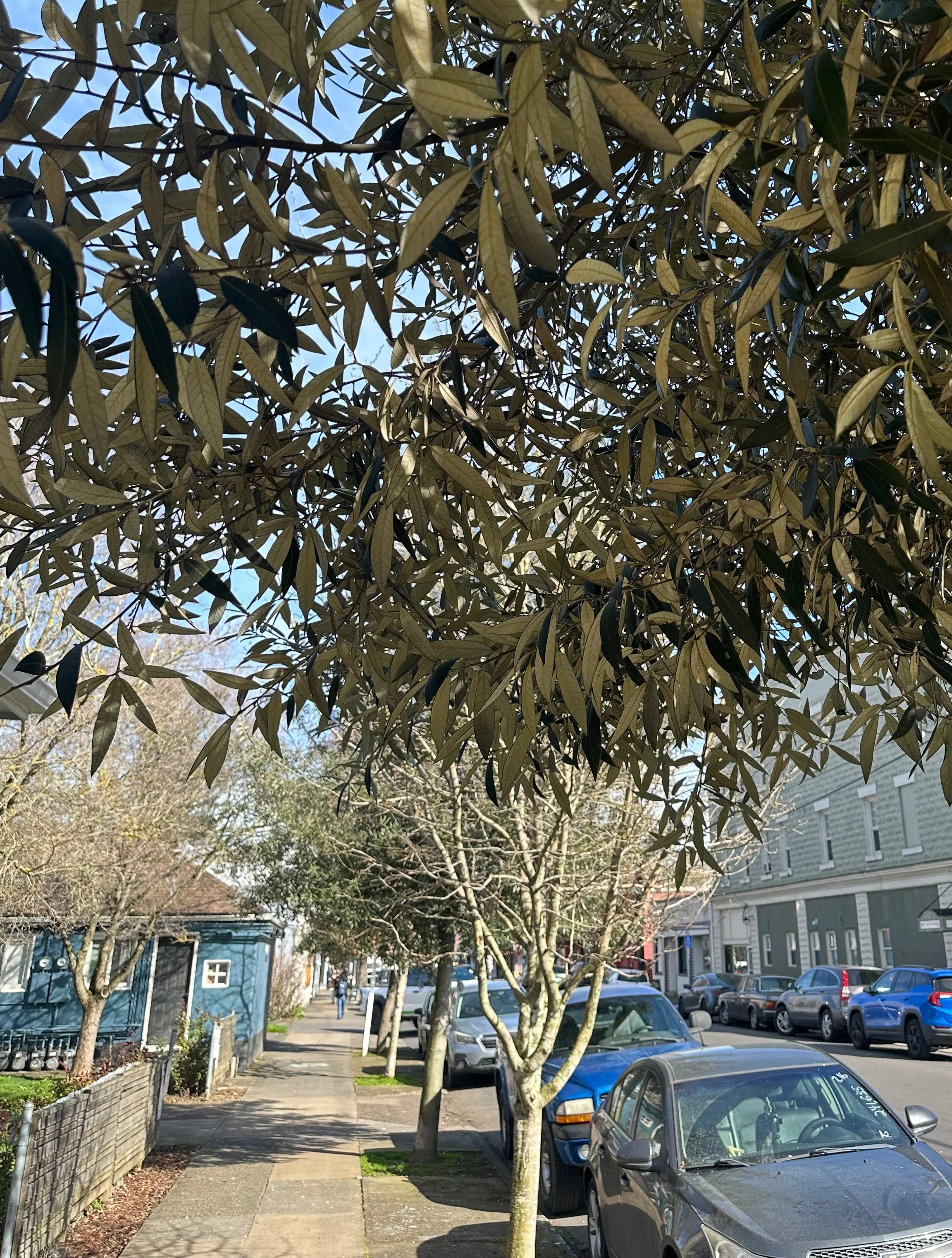 *RETAIL - Quercus hypoleucoides - Image 3
