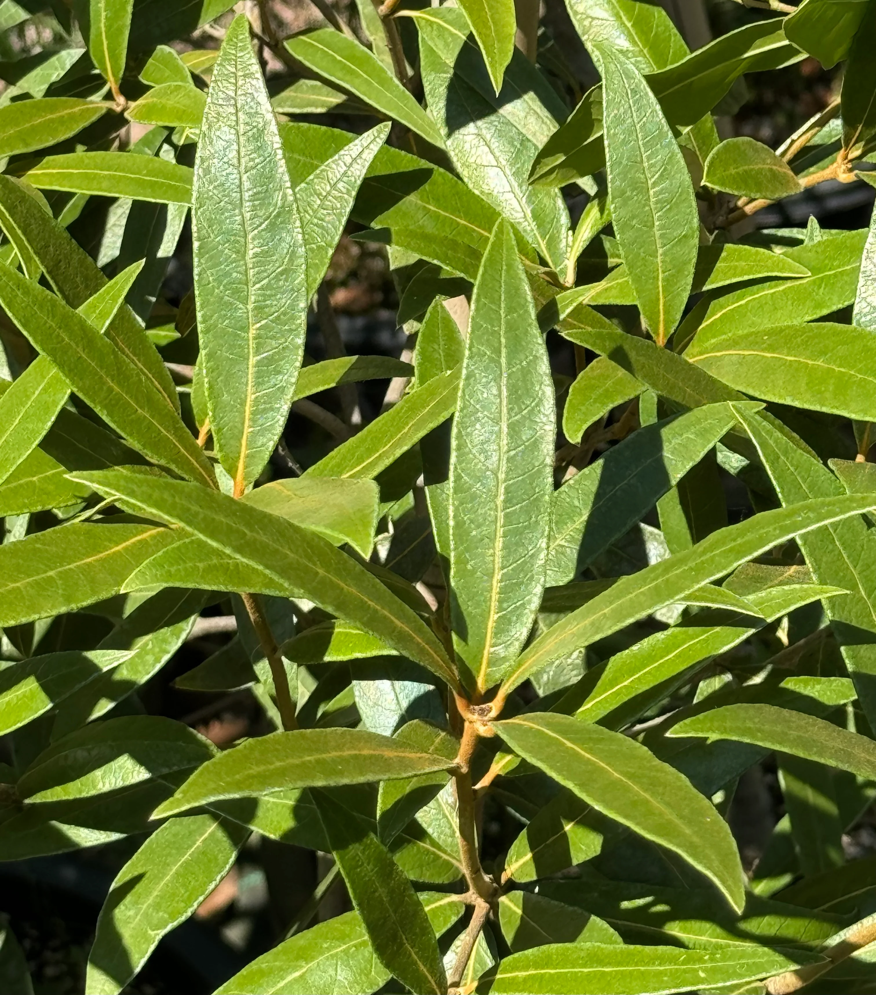 *RETAIL - Quercus hypoleucoides - high elevation - Image 2