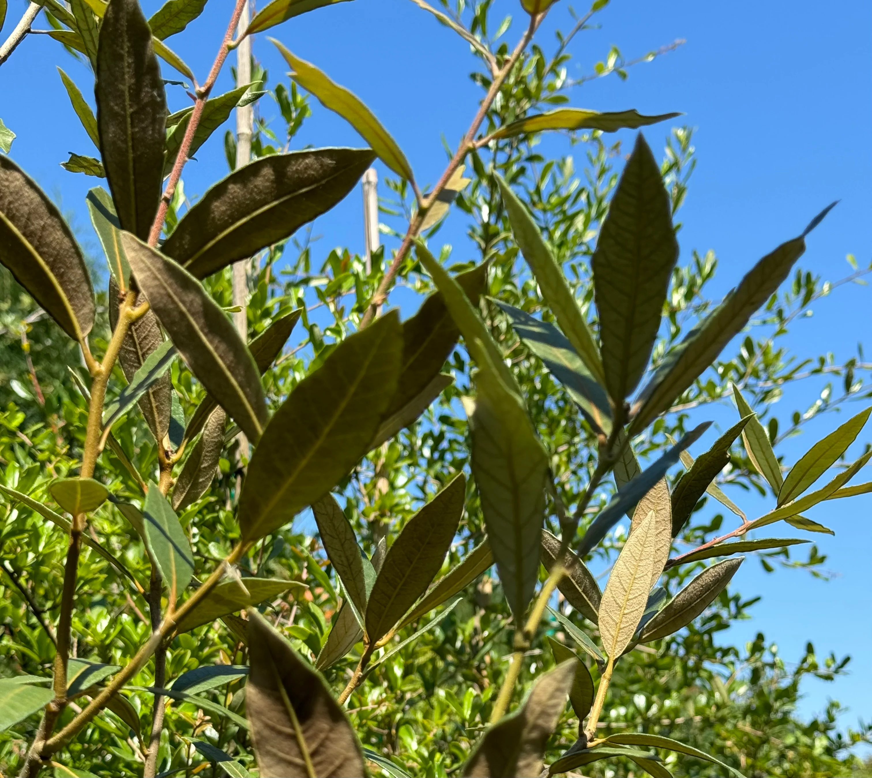 *RETAIL - Quercus hypoleucoides - high elevation - Image 5