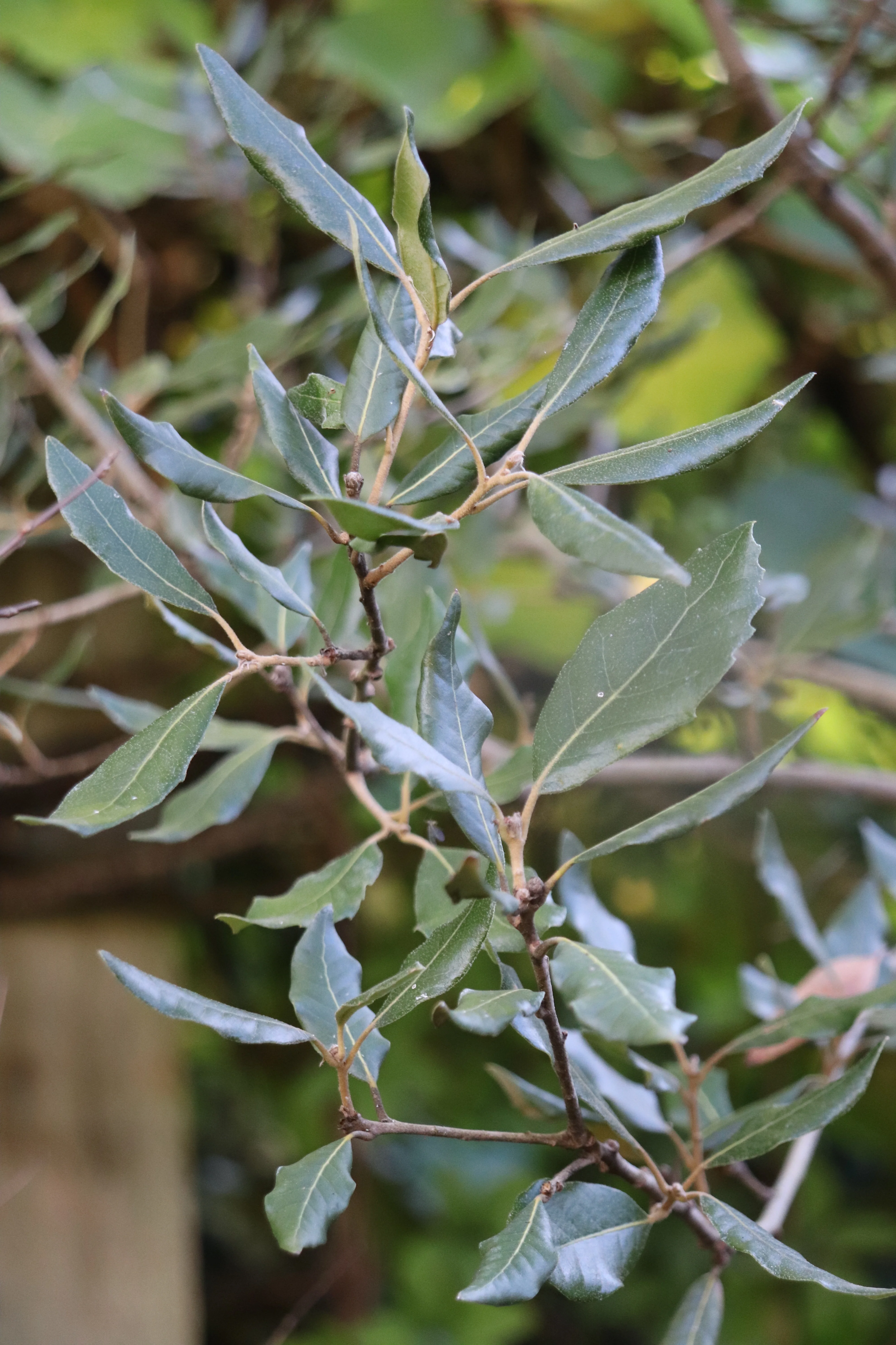 *RETAIL - Quercus ilex - Image 3