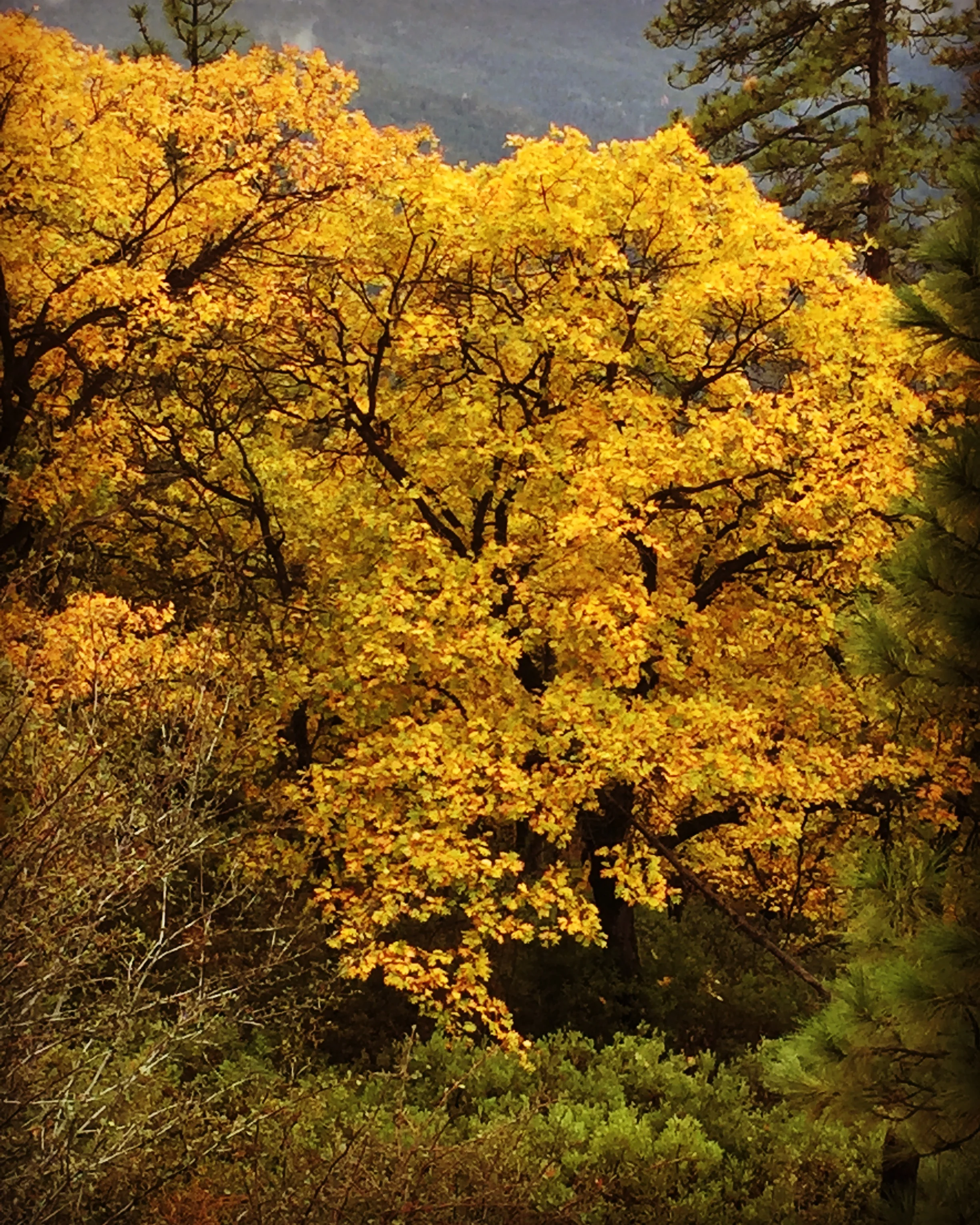 Quercus kelloggii - Image 2
