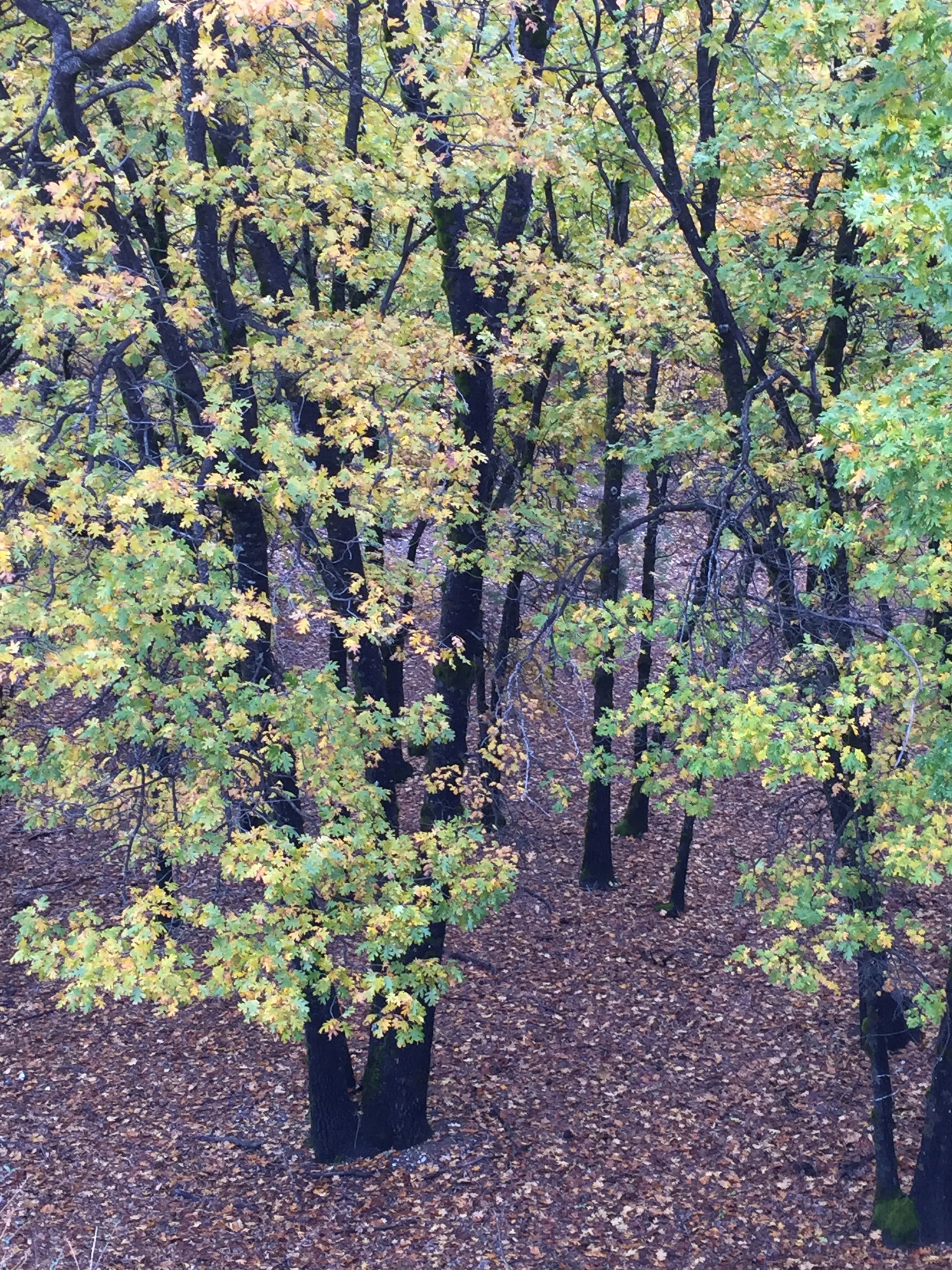 *RETAIL - Quercus kelloggii - Image 2