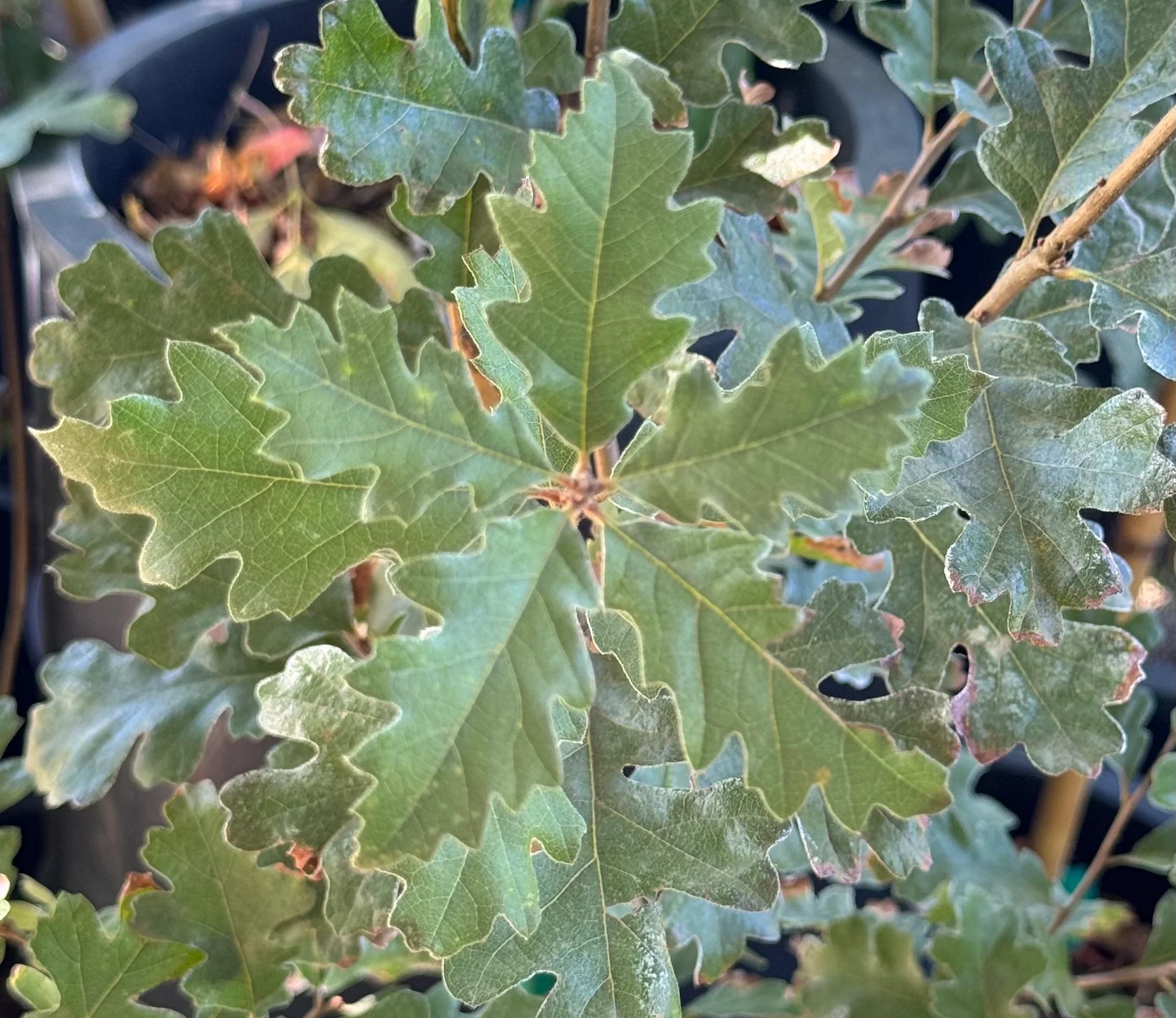 *RETAIL - Quercus lobata - Image 2